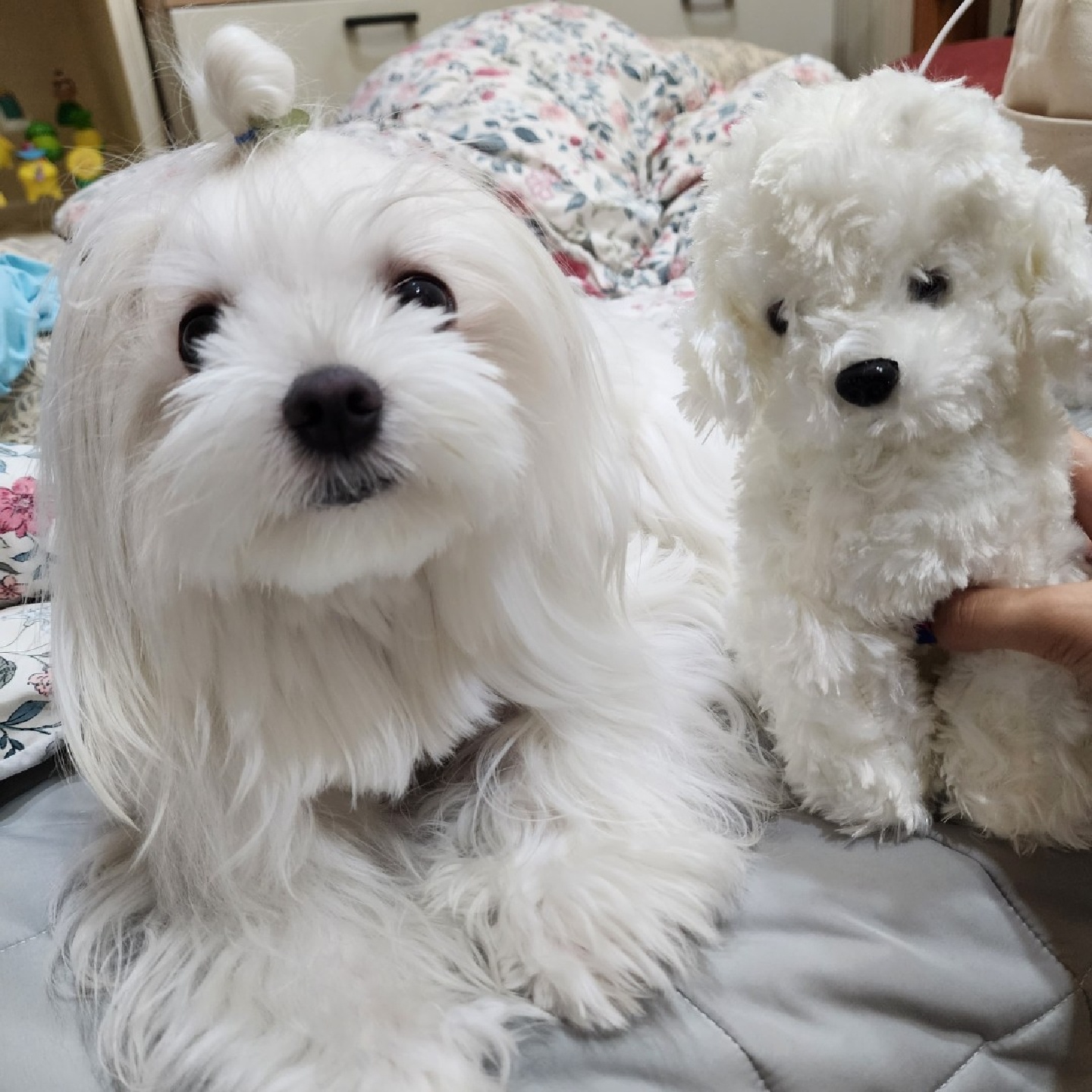 첫 강아지 인형