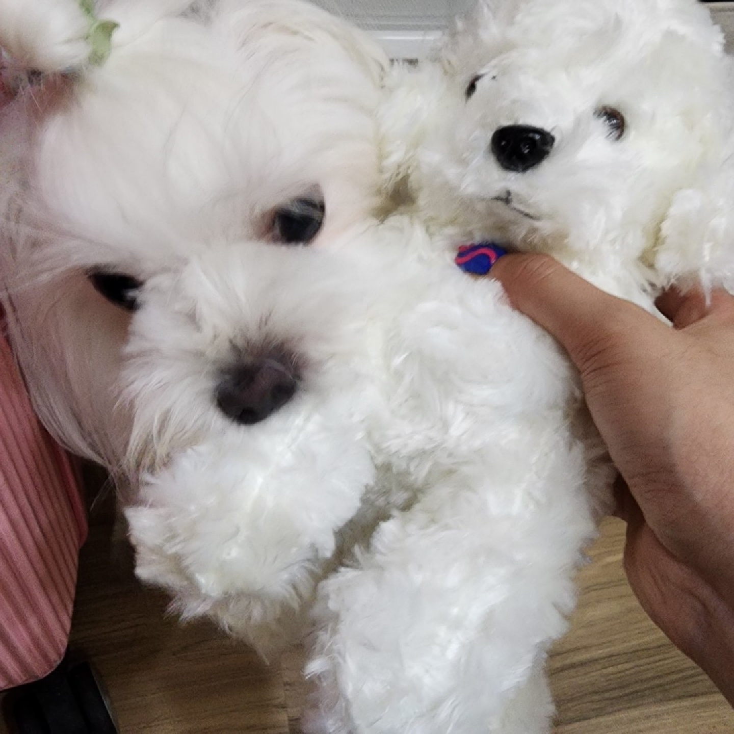 첫 강아지 인형