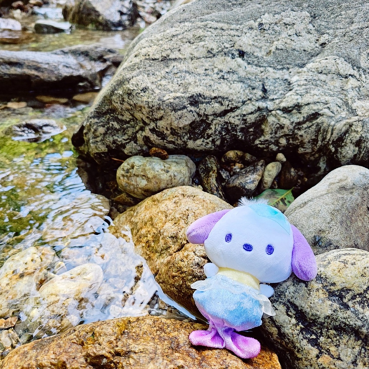 💜포차코💜