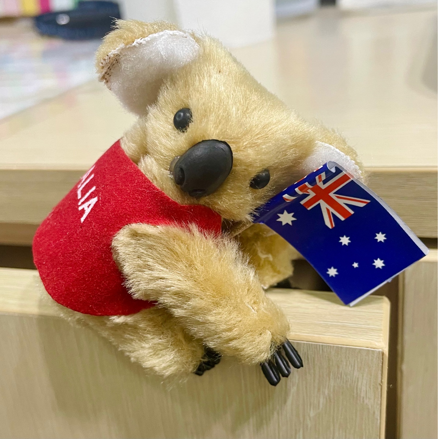 🐨코알라 집게🐨