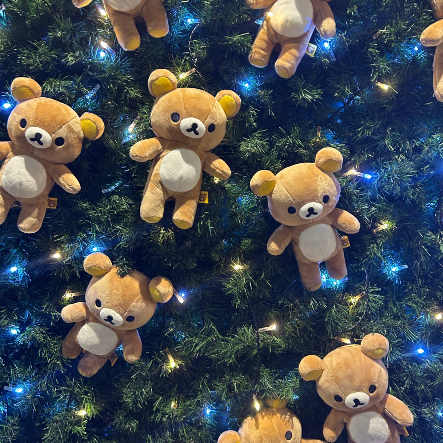 🐻리락쿠마 20주년 🐻