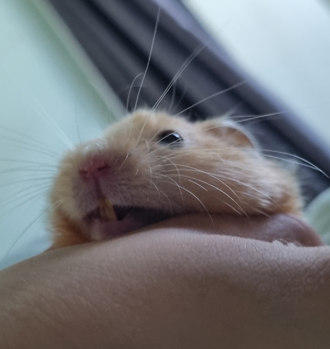 🐹 향기 🐹