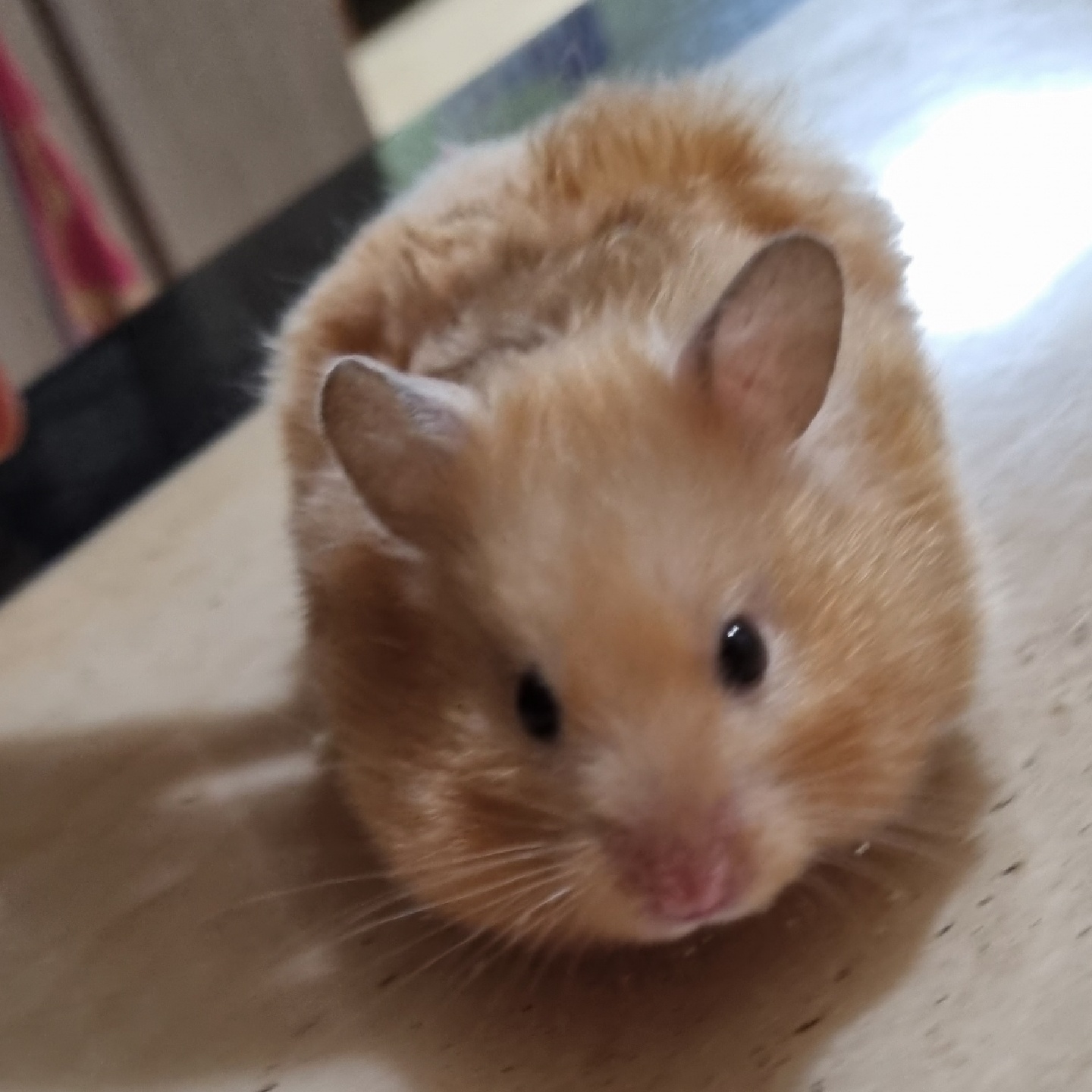 🐹 향기 🐹