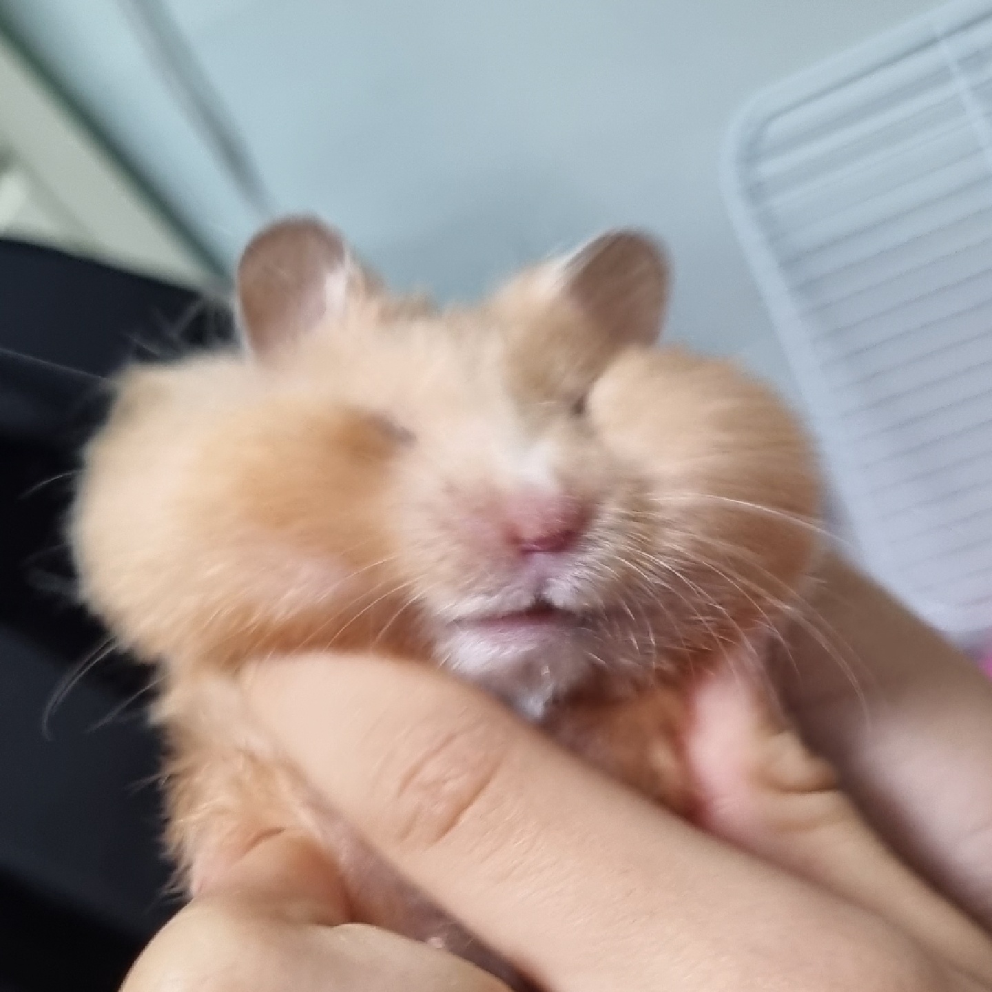 🐹 향기 🐹