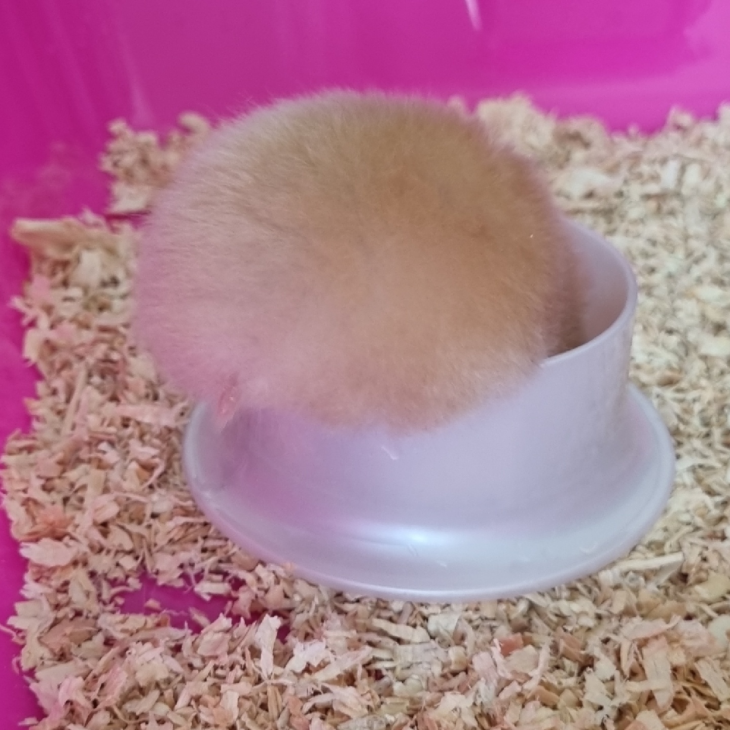 🐹 향기 🐹