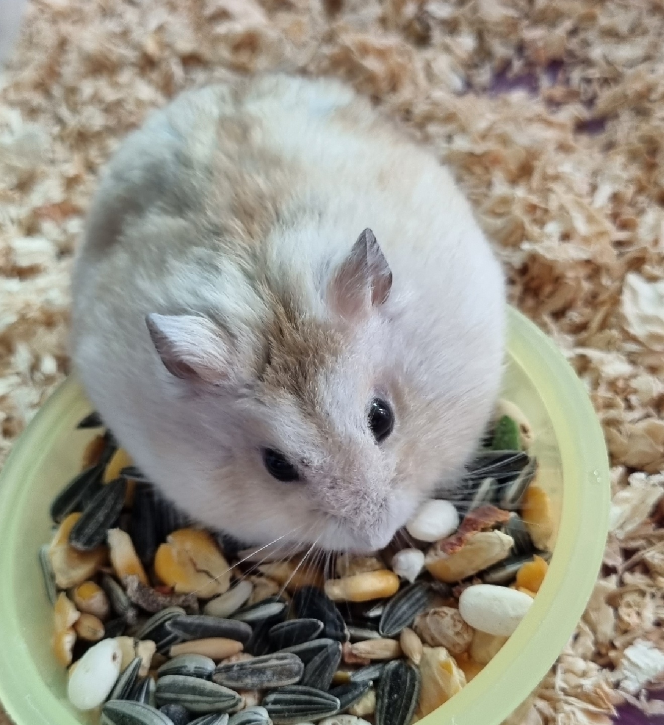 🐹 향기 🐹