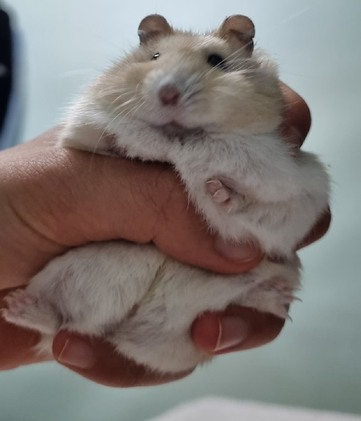 🐹 향기 🐹