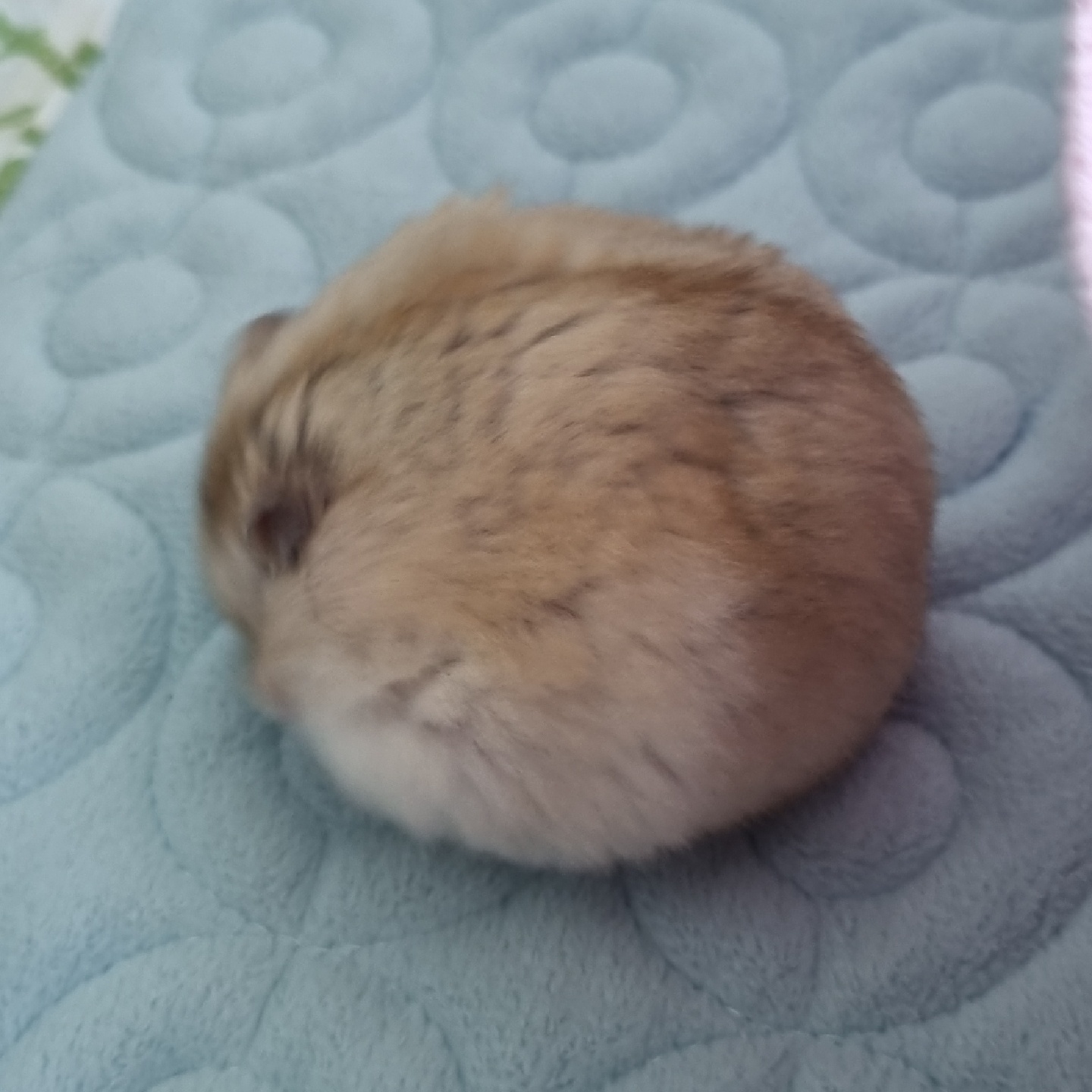 🐹 향기 🐹