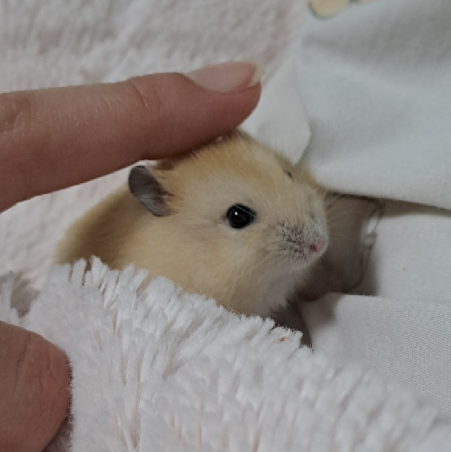 🐹 향기 🐹