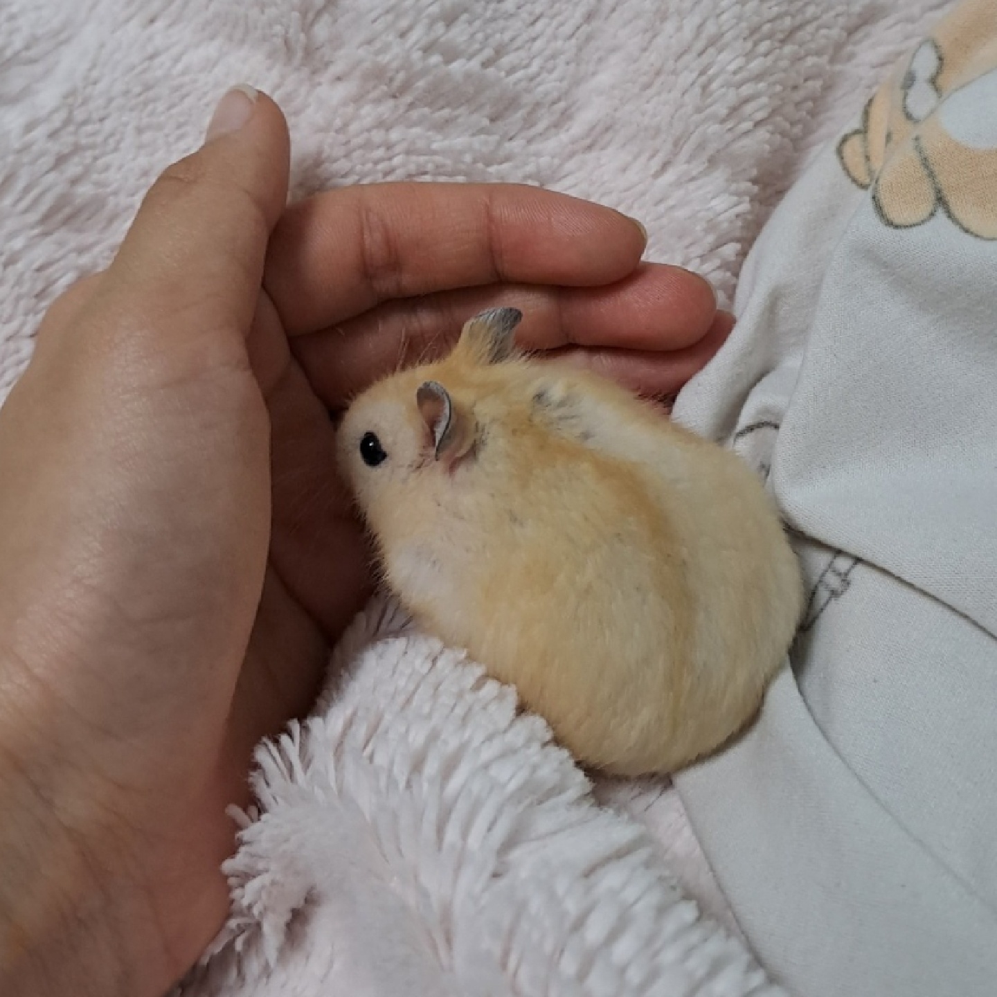 🐹 향기 🐹