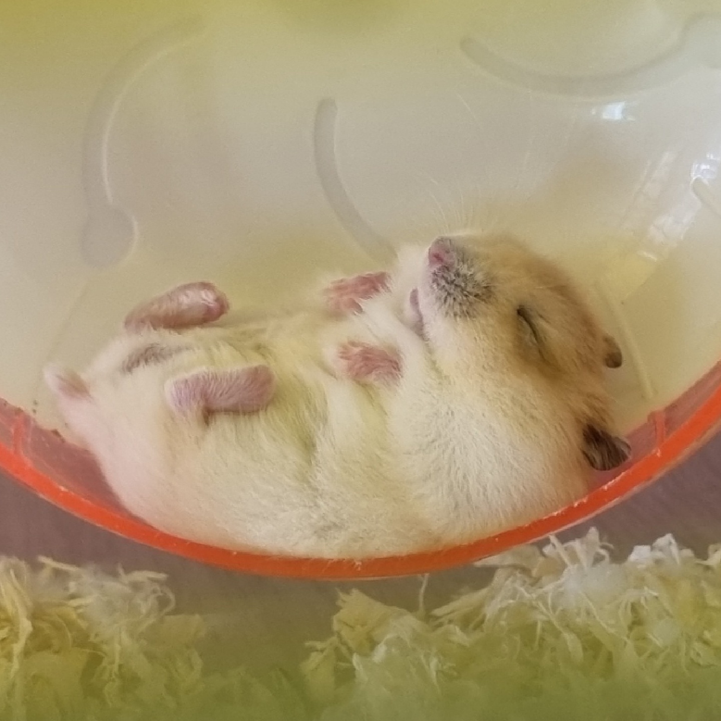 🐹 향기 🐹