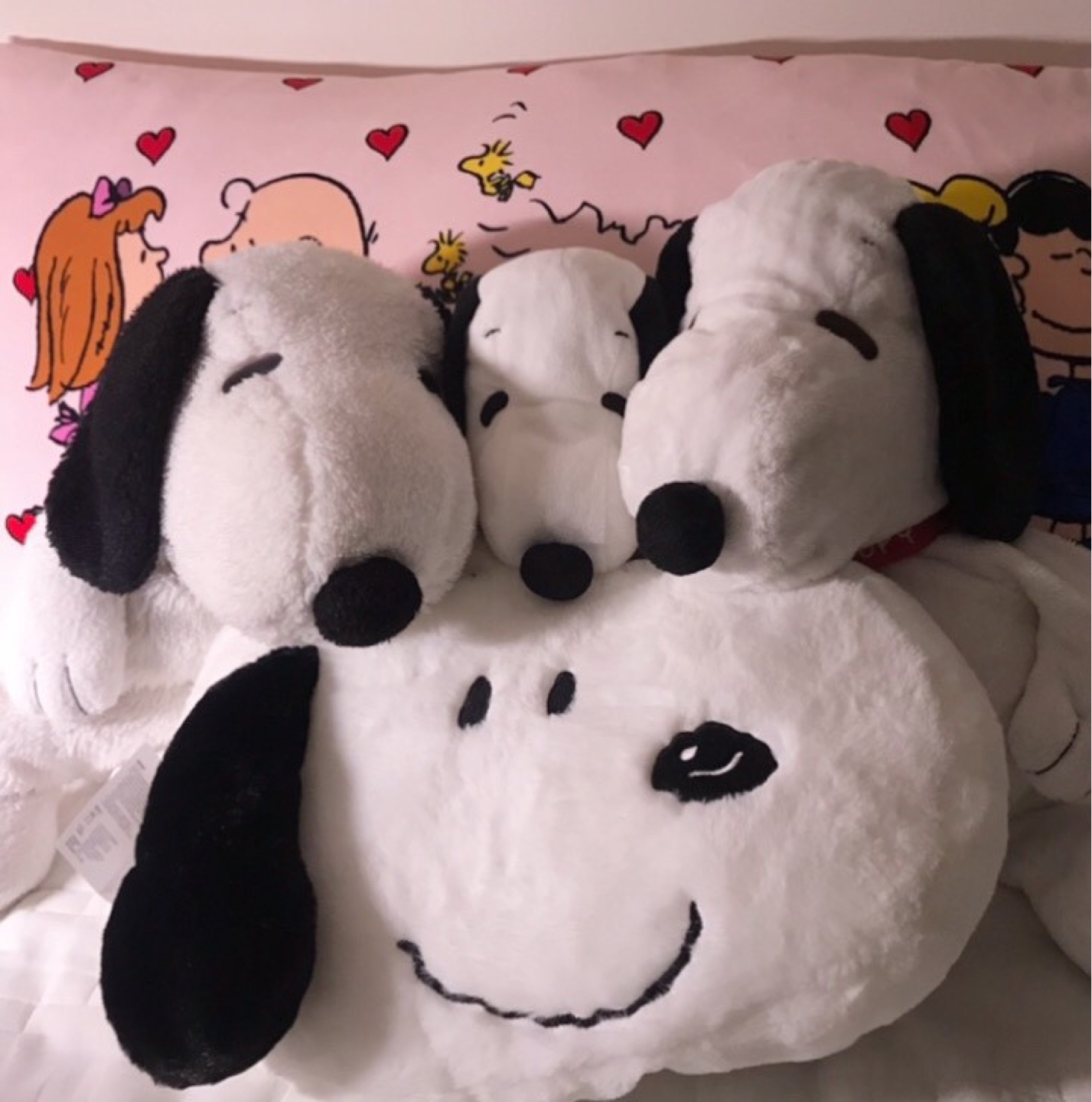 네 쌍둥이 누피둥이🐶🐻‍❄️