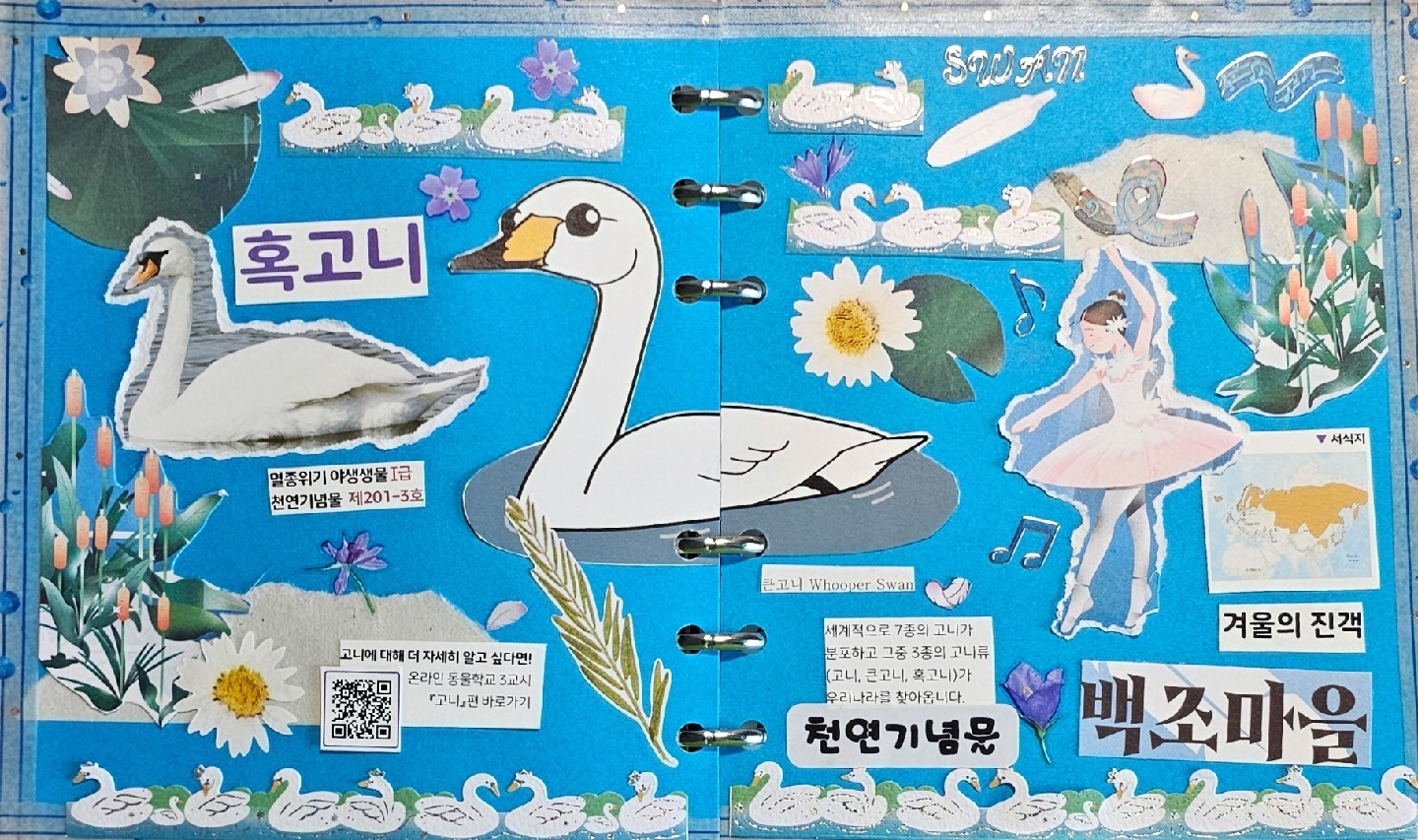 백조 다꾸
