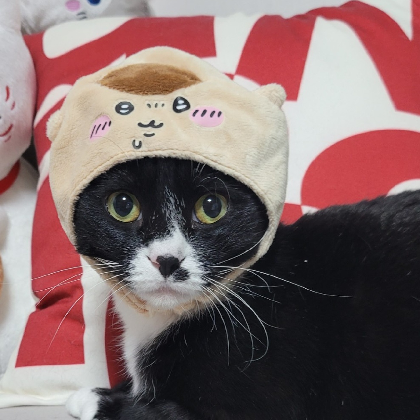 🎀치이카와(먼작귀) 고양이 모자🎀