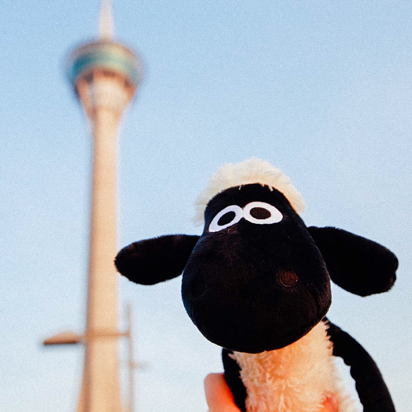 숀더쉽🐑