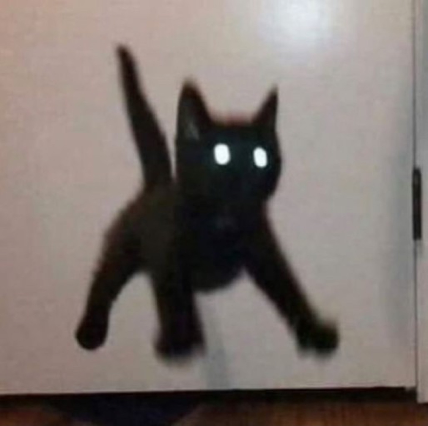검은 고양이 세트🐈‍⬛