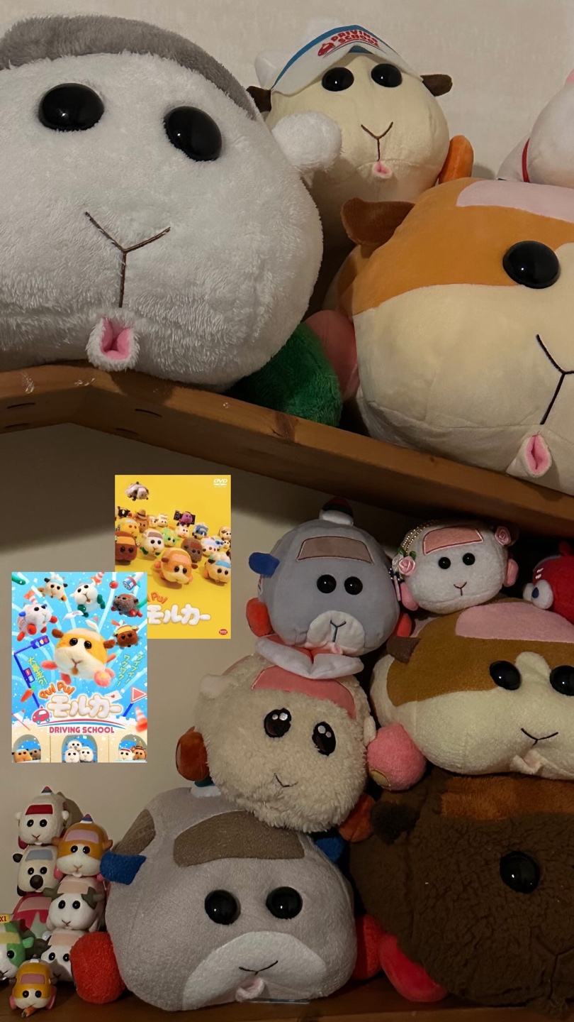 🐹내가 키우는 모루카🐹
