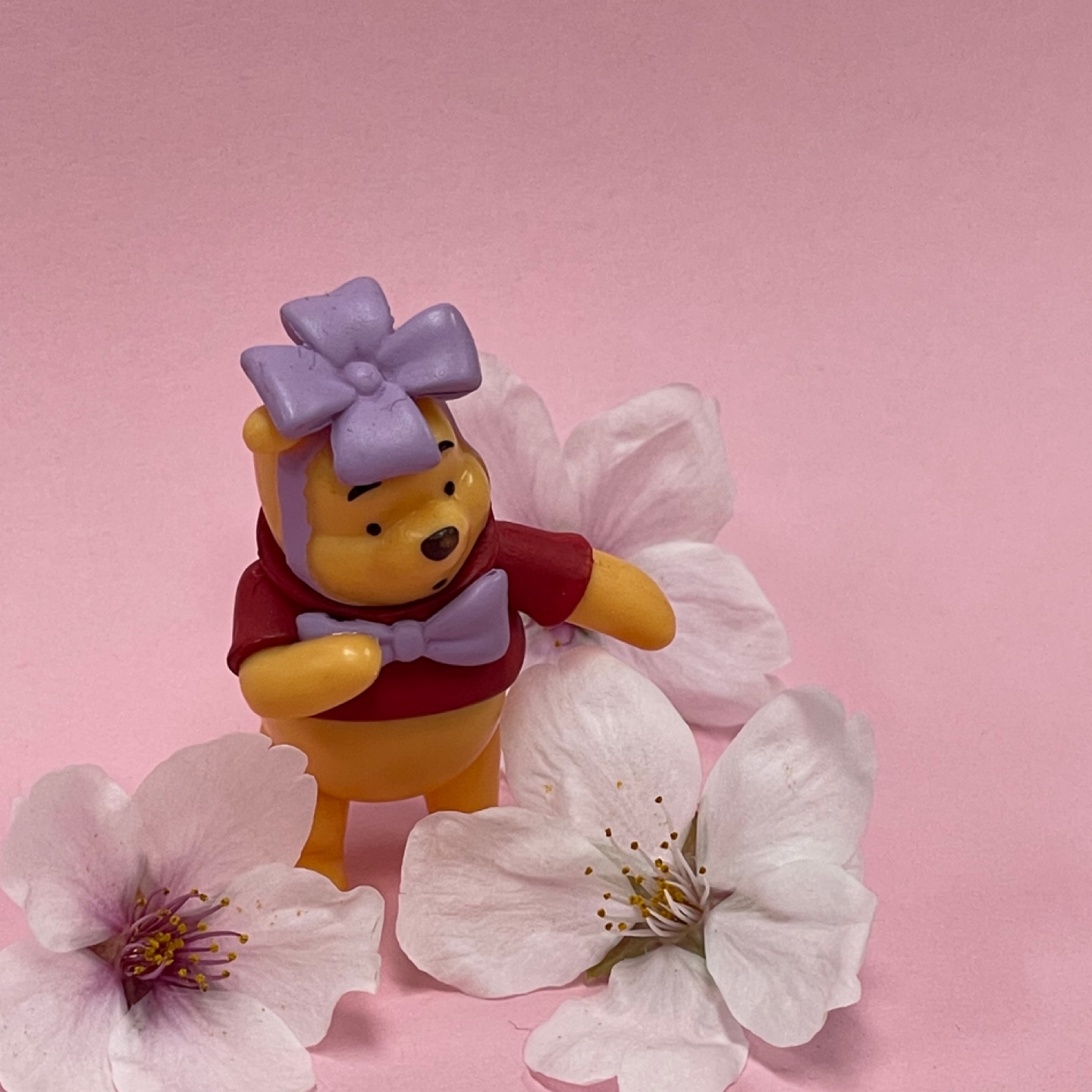 🌸벌써부터 벚꽃 떨어지기 시작🌸
