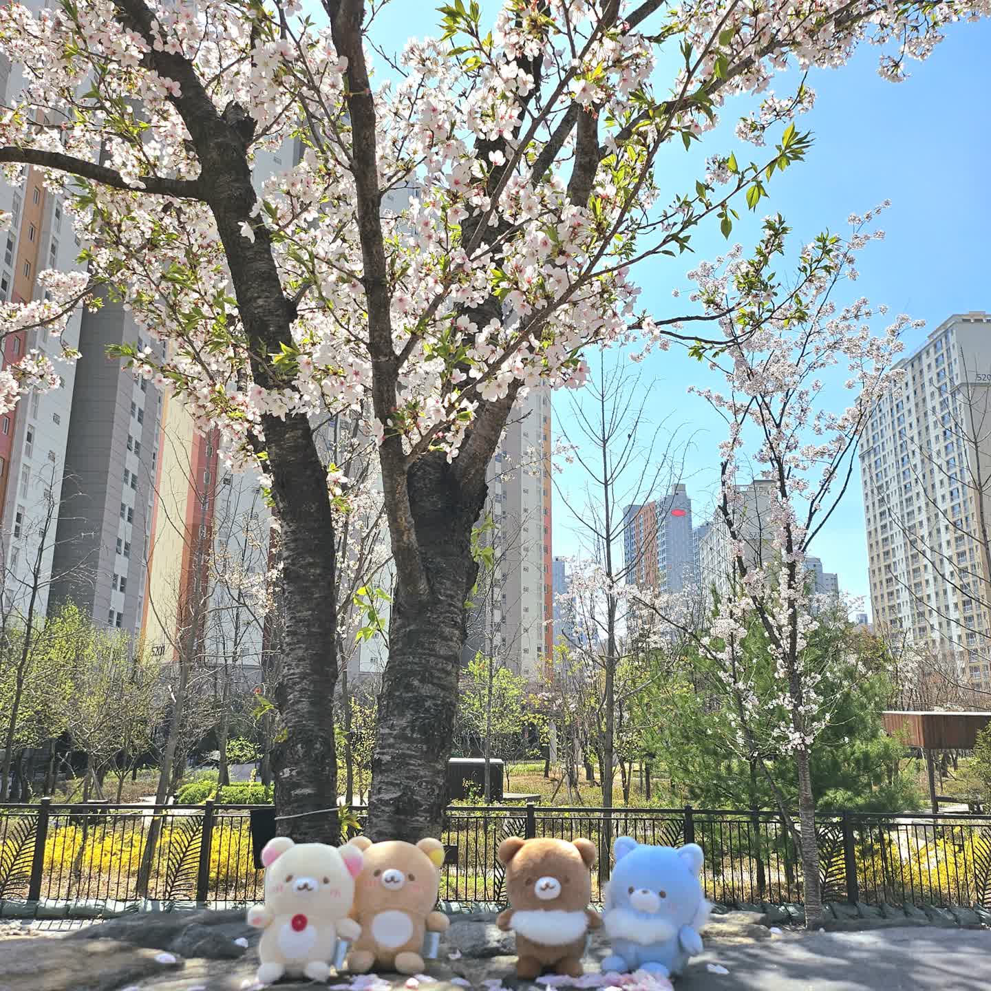 벚꽃놀이🌸🌸