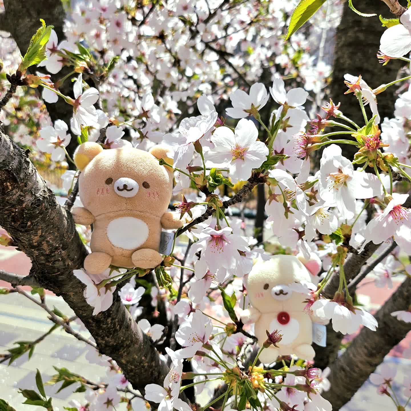 벚꽃놀이🌸🌸