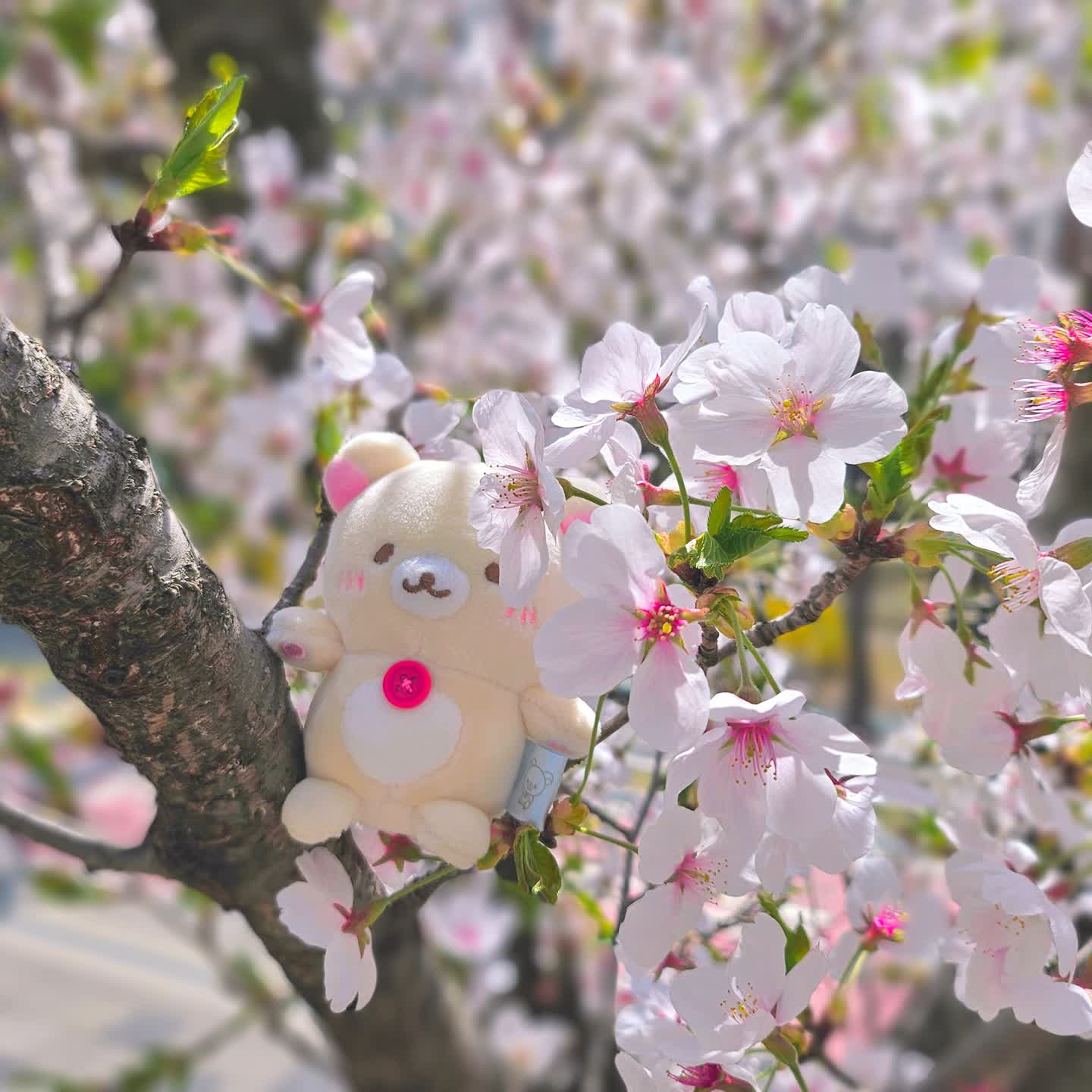 벚꽃놀이🌸🌸