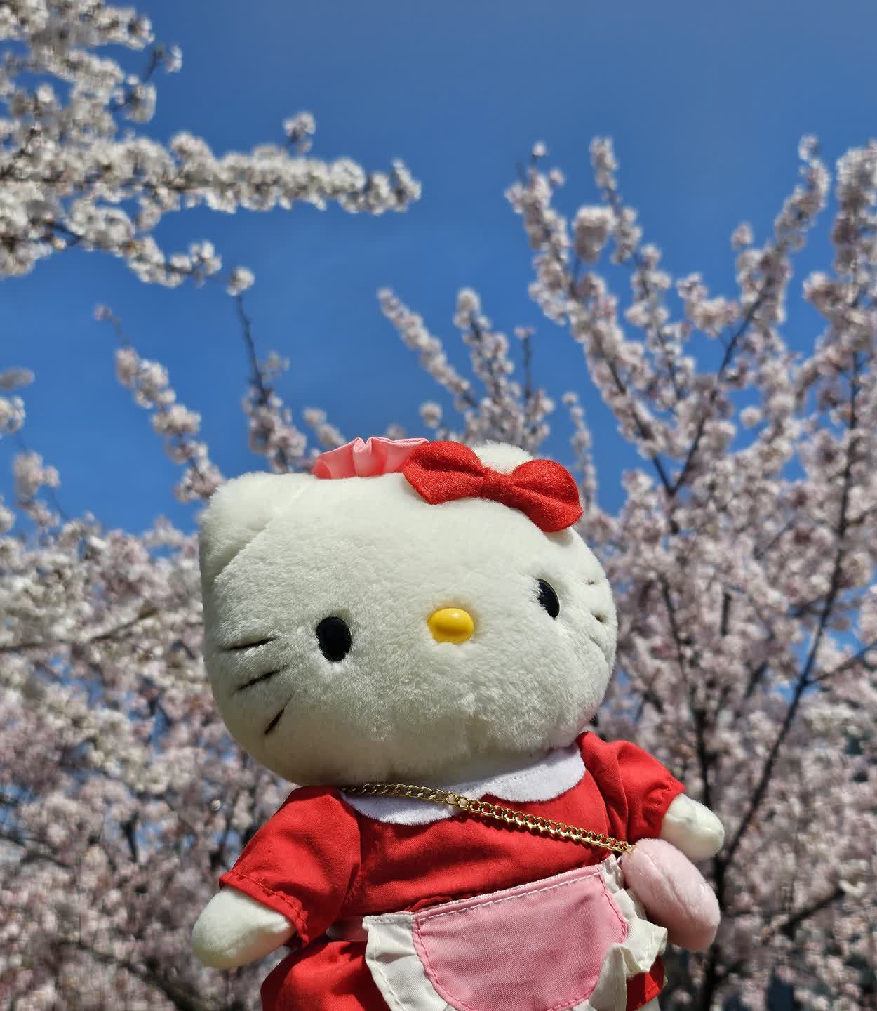 벚꽃파티에 키티가 빠질 수 없지🌸