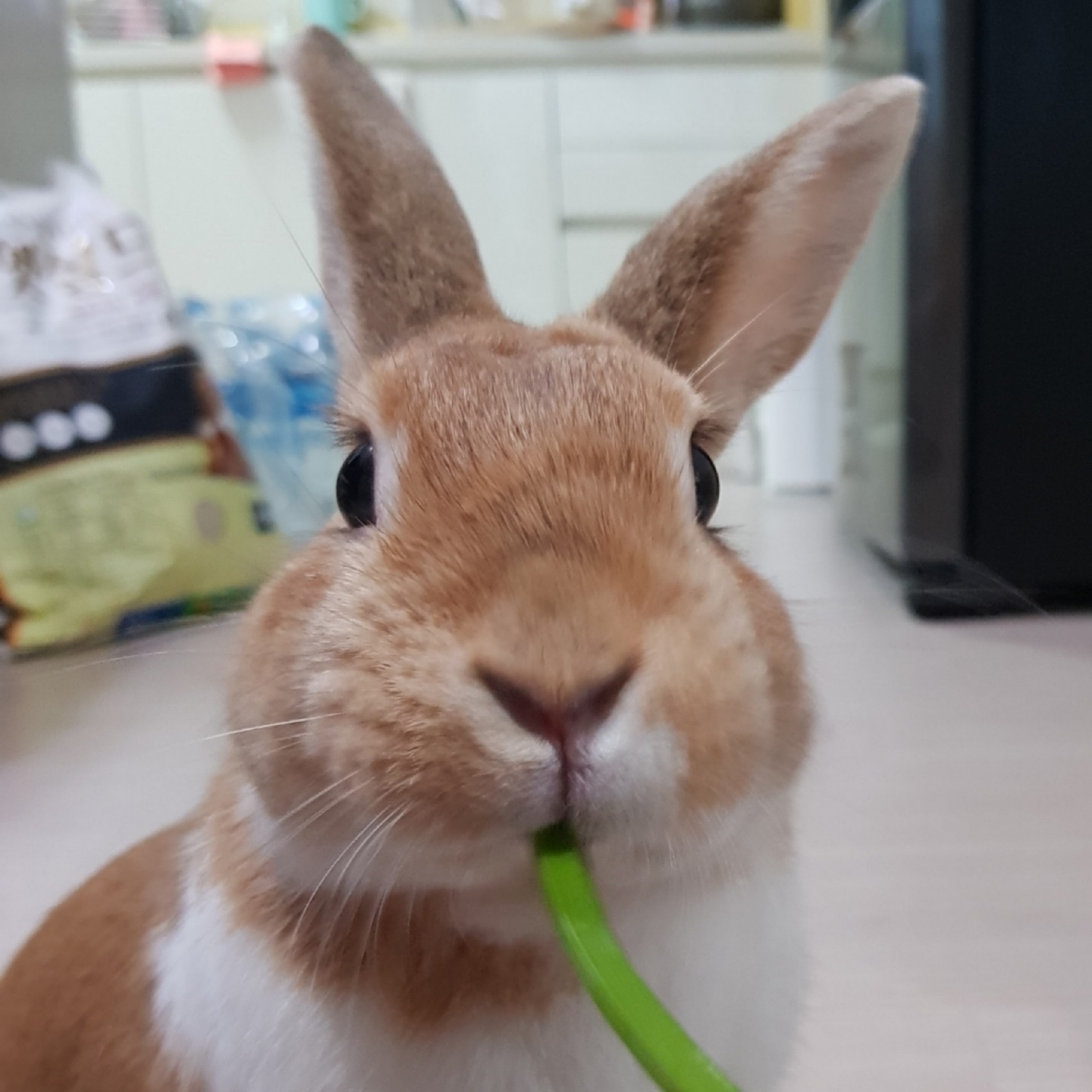 토끼 ( 미나리 냠냠 )