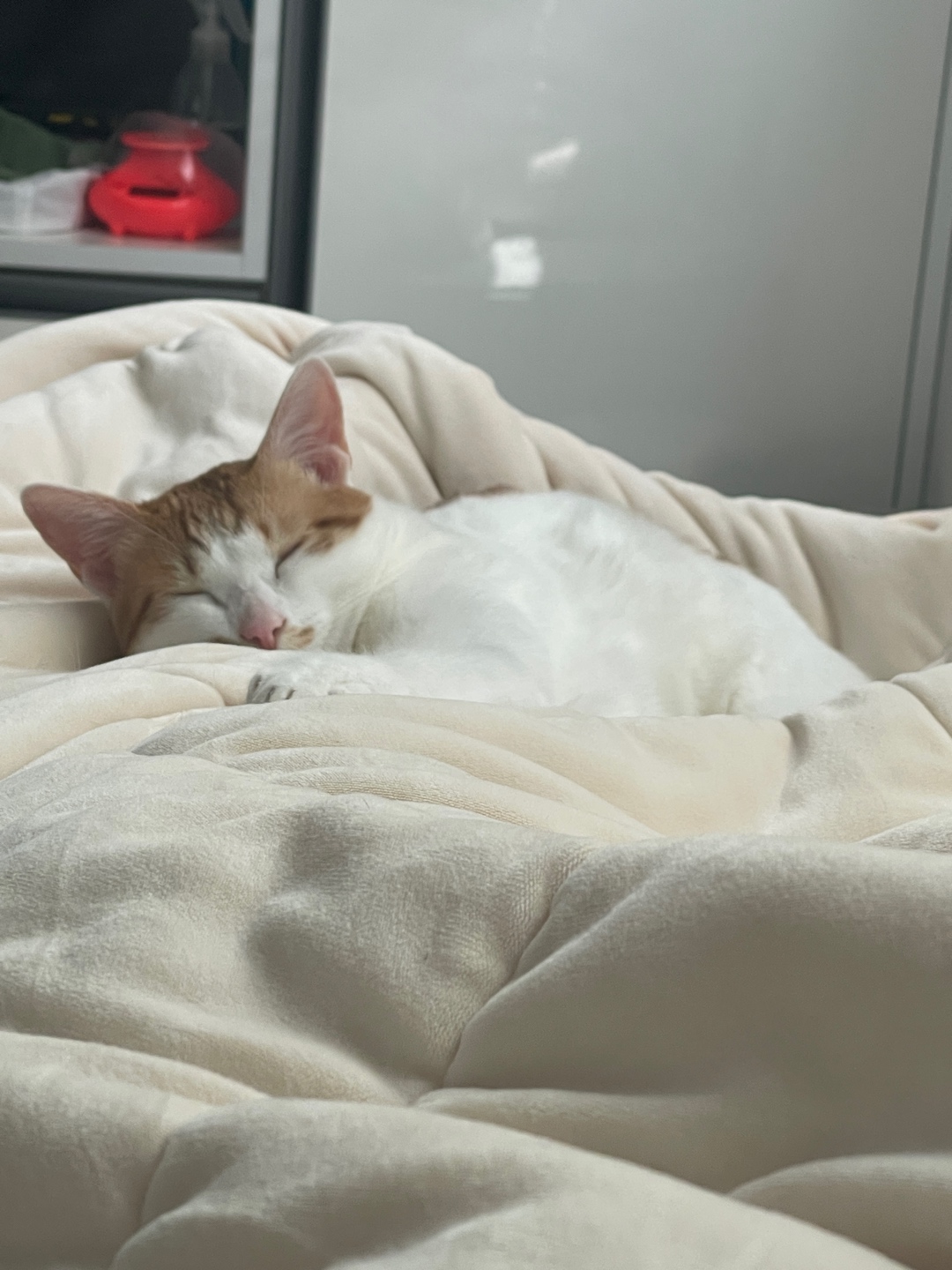 우리 냥이 닮은건 없나..?🥹