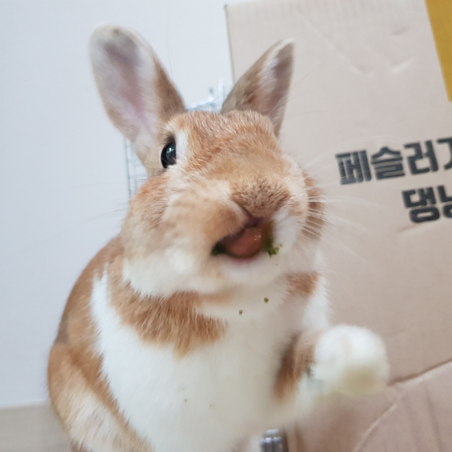 토끼