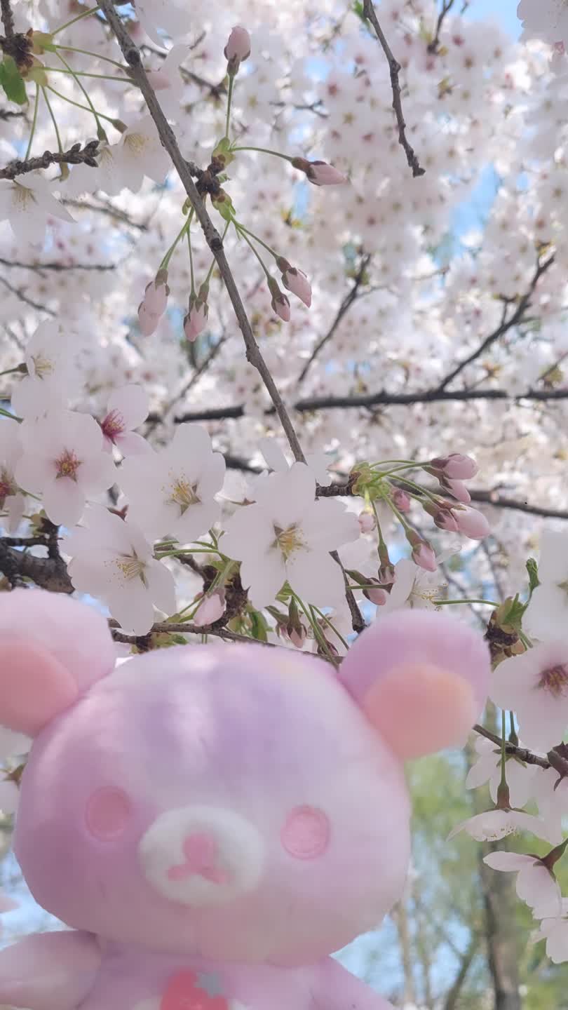 벚꽃보다 코리락이
