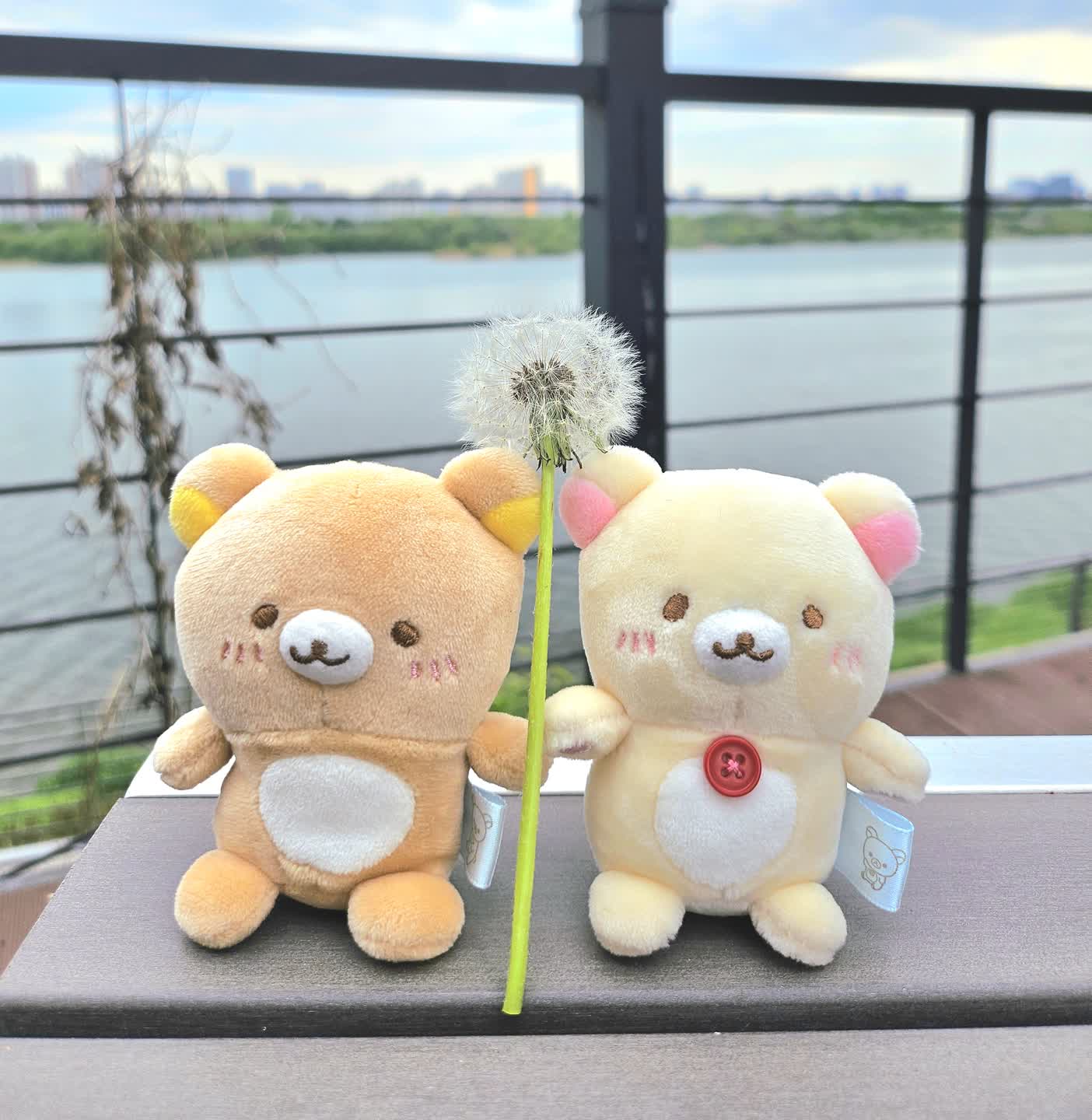 민들레홀씨 꼭잡고🌼🌼