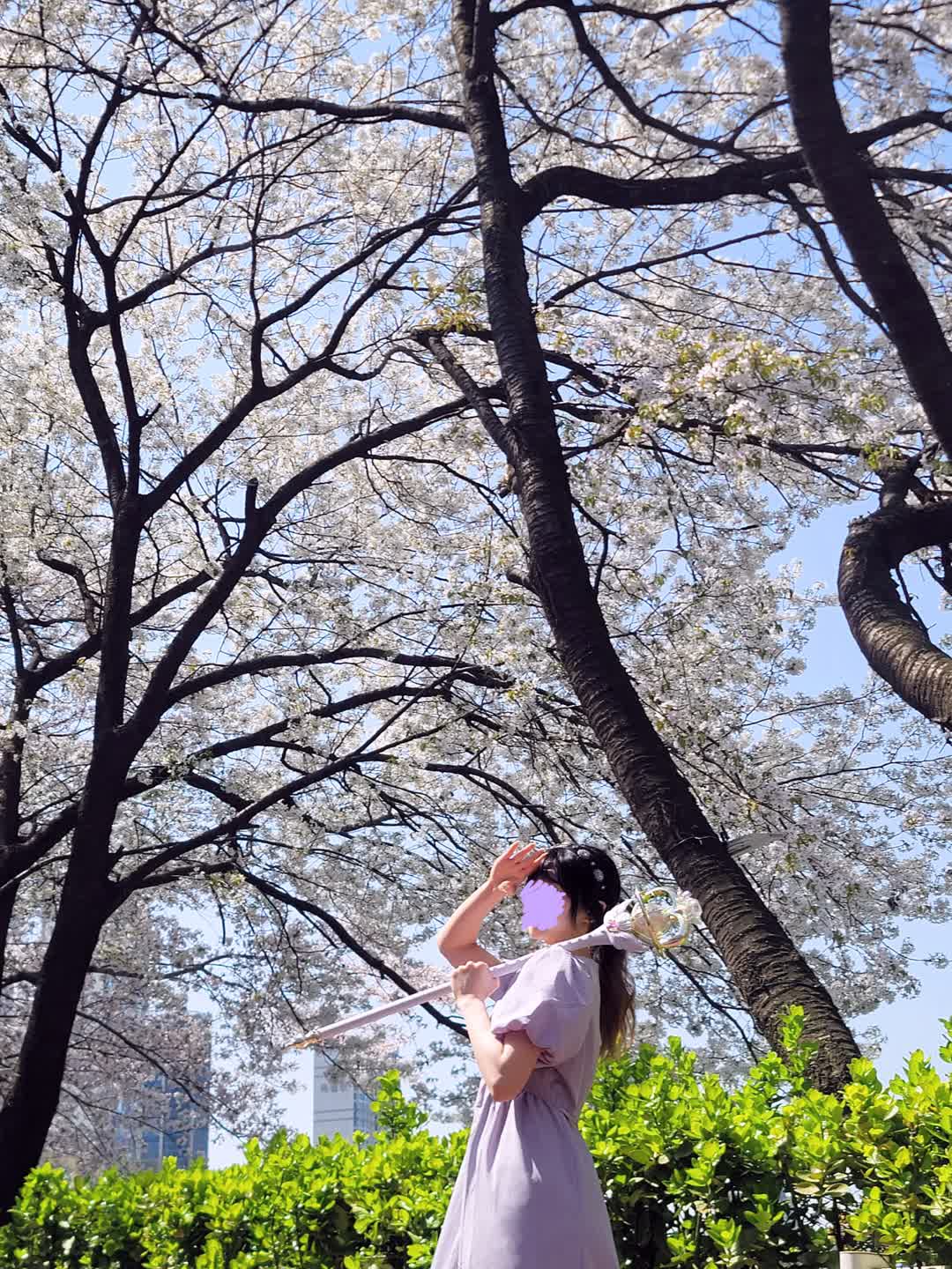 [세일러문🌙] 이터널 티알과 함께 였던 벚꽃 구경🌸