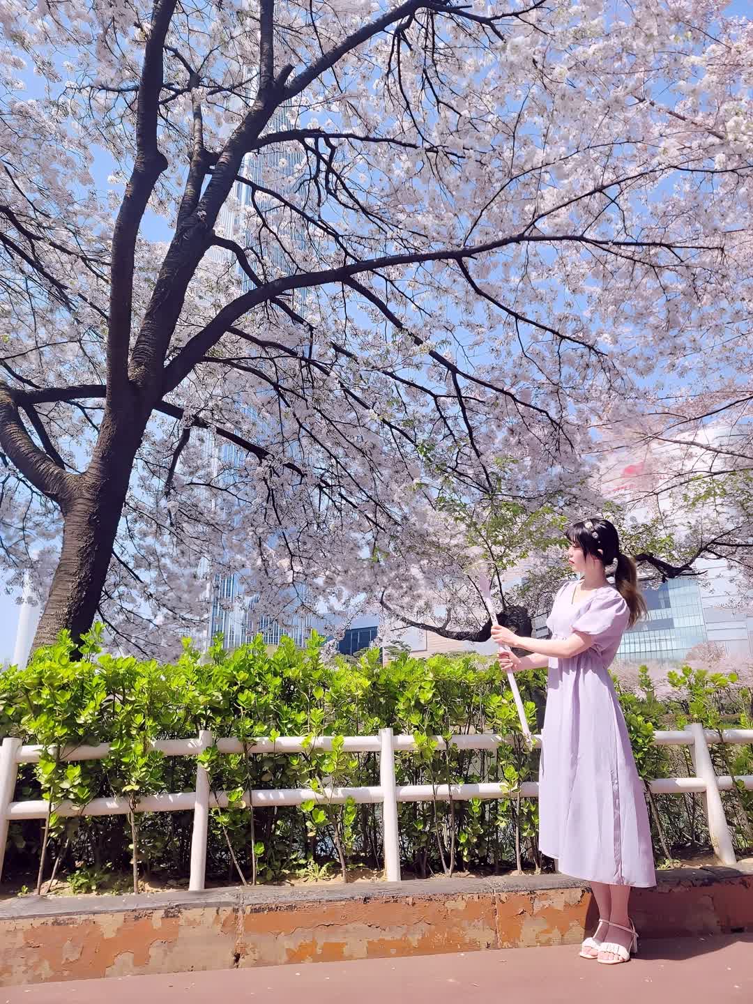 [세일러문🌙] 이터널 티알과 함께 였던 벚꽃 구경🌸