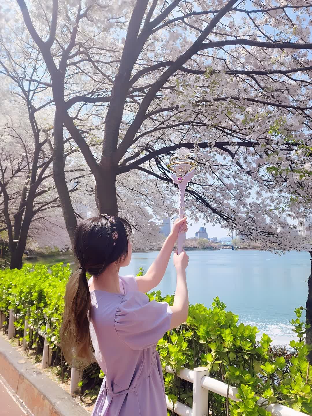 [세일러문🌙] 이터널 티알과 함께 였던 벚꽃 구경🌸