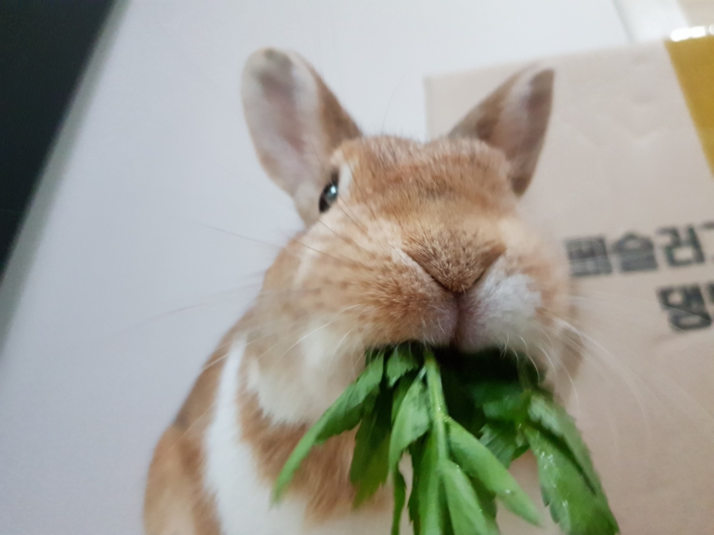 크왕 !