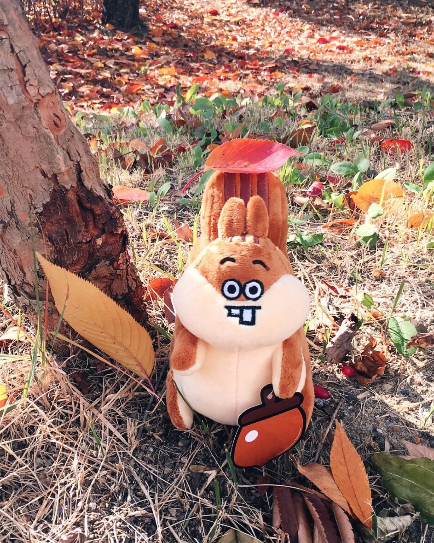 다람이