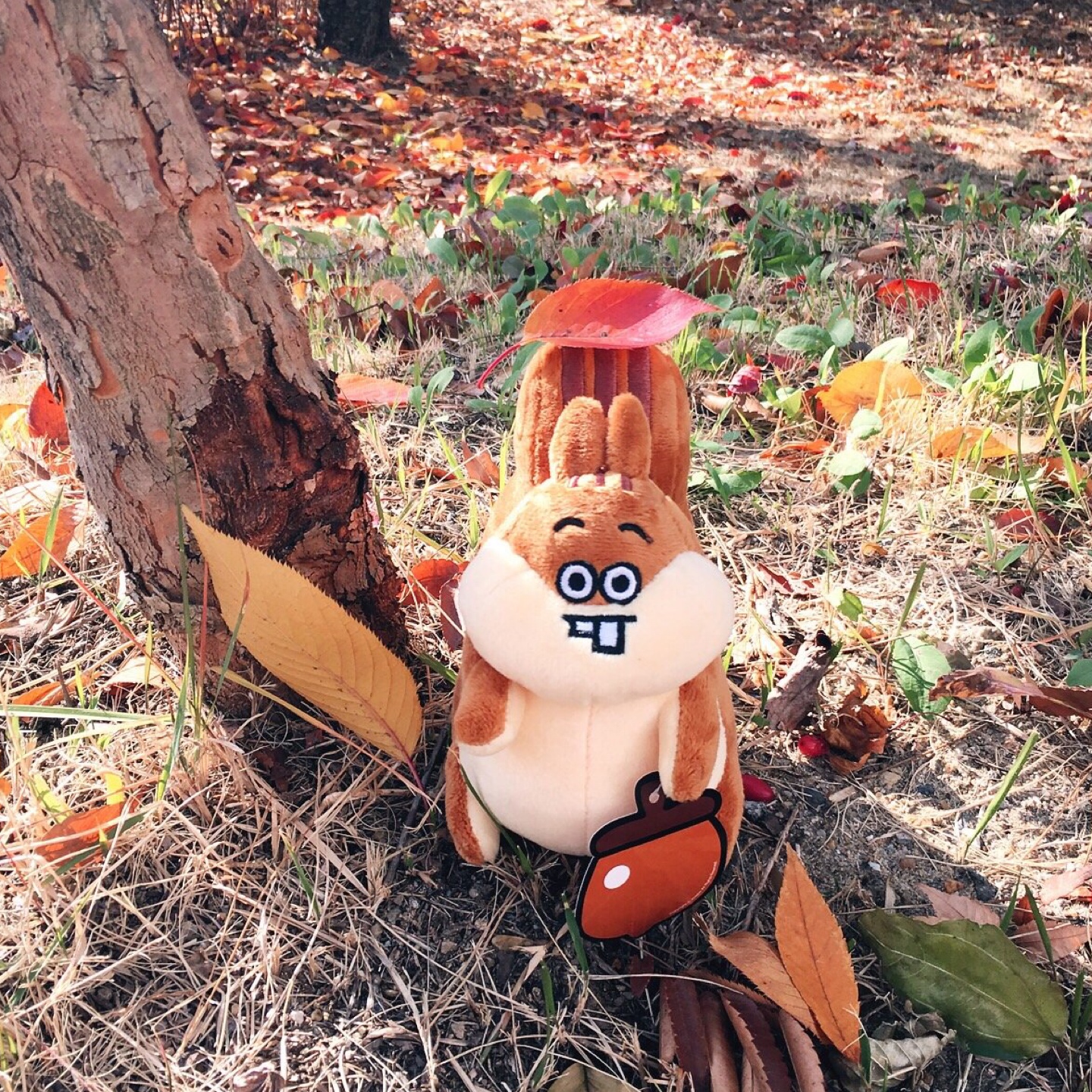 다람이