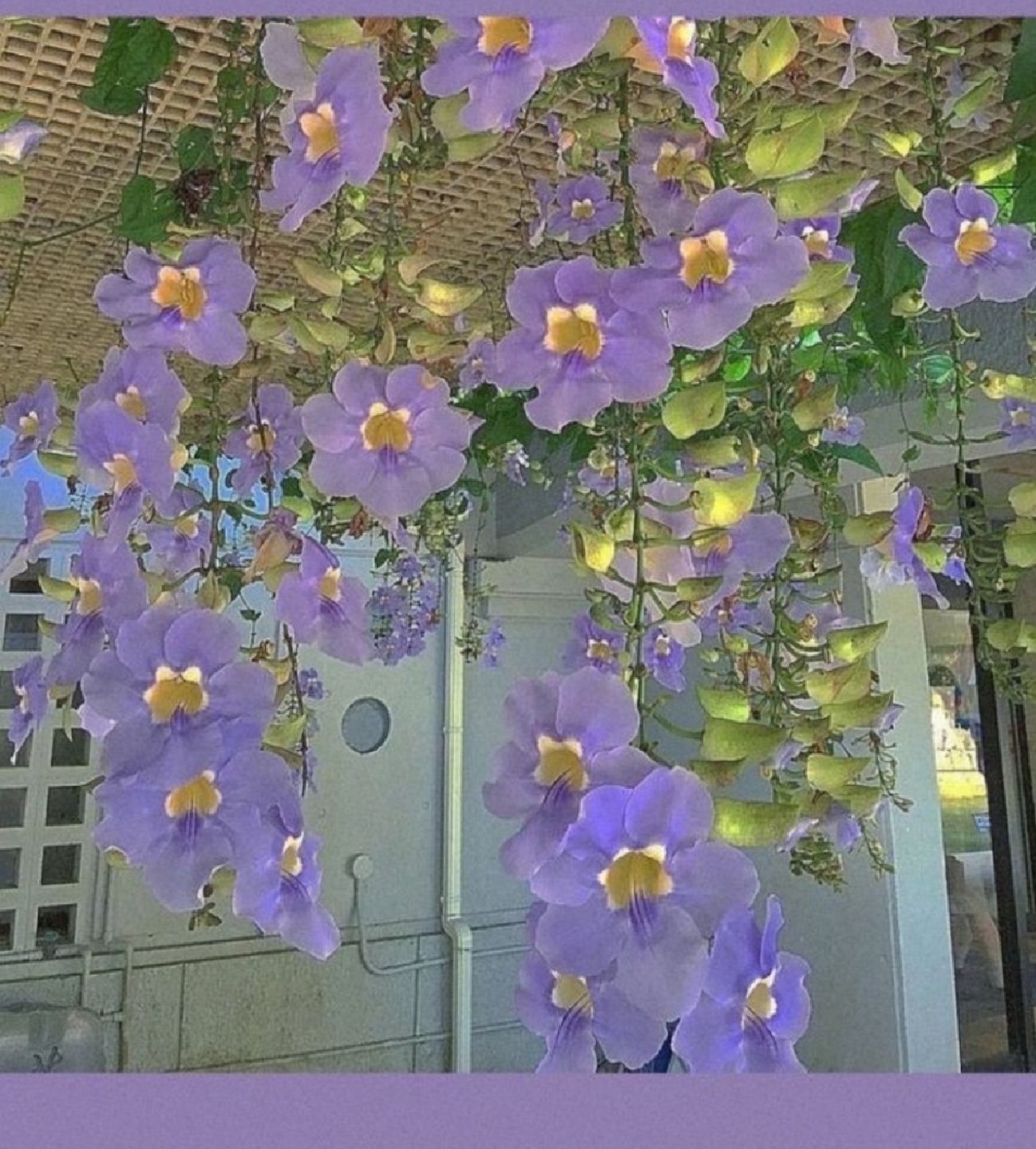 보라 꽃