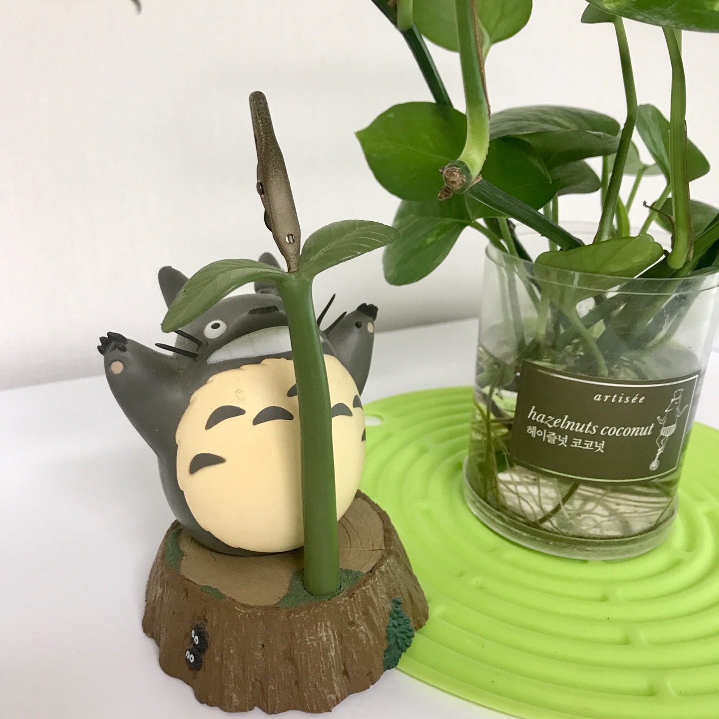 우리집 토토로 🌱
