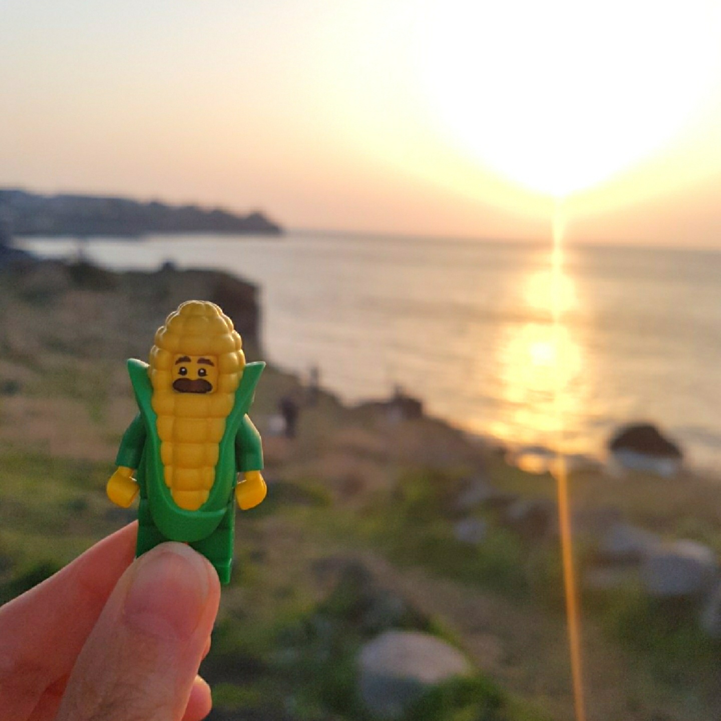 제주도 옥수수씨🌽