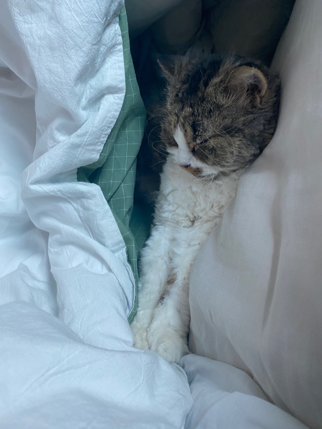 스누피 이불과 고양이🤍