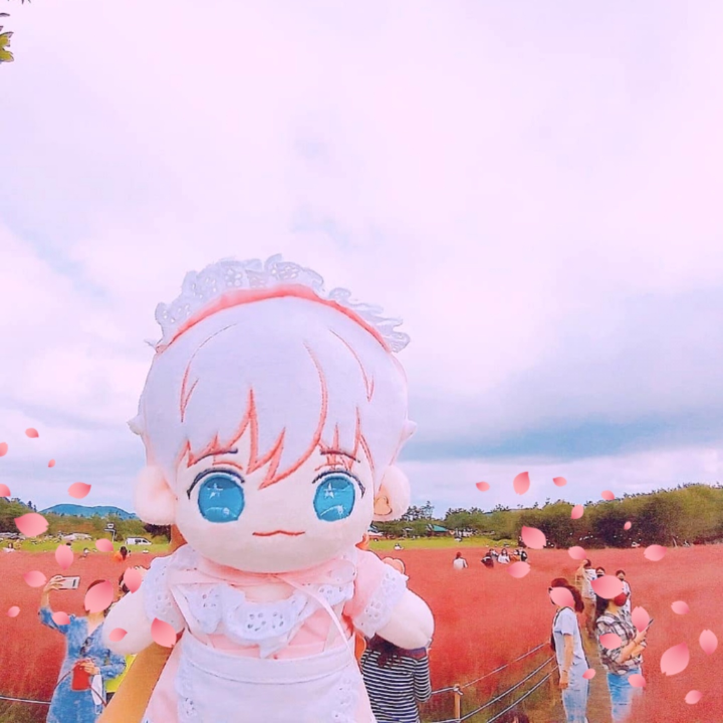 핑크뮬리 보러 다녀옴💞