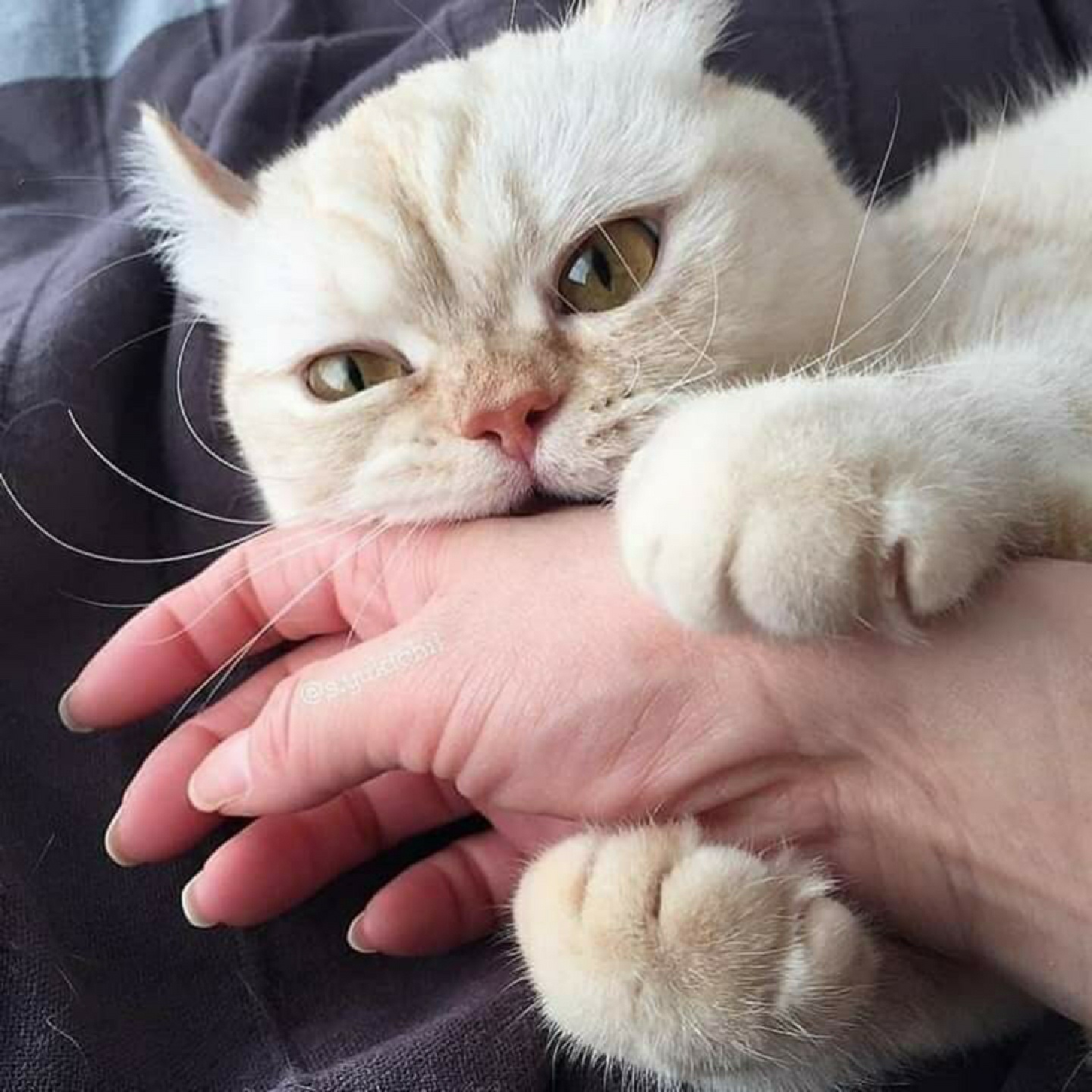 고영이들