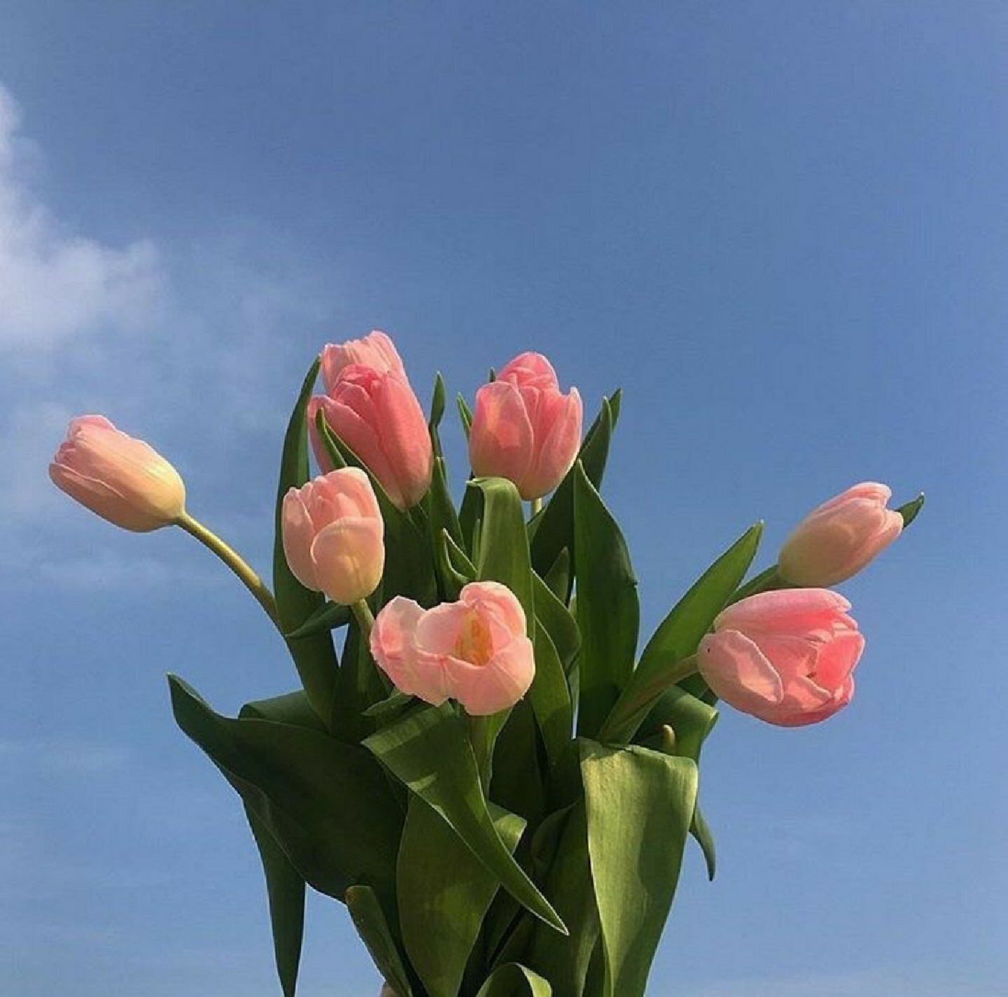 🌷🌷
