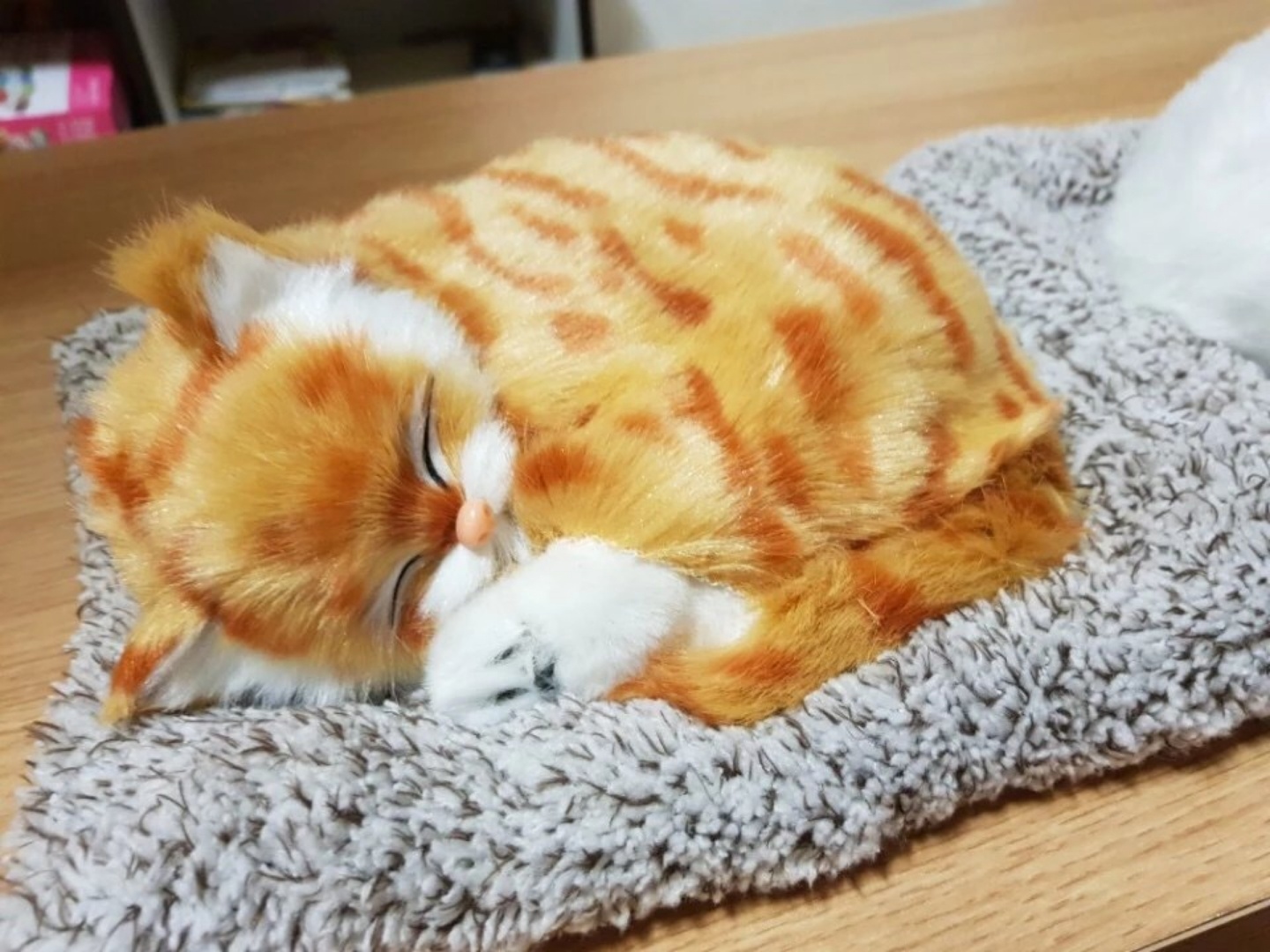 잠자는 고양이😻