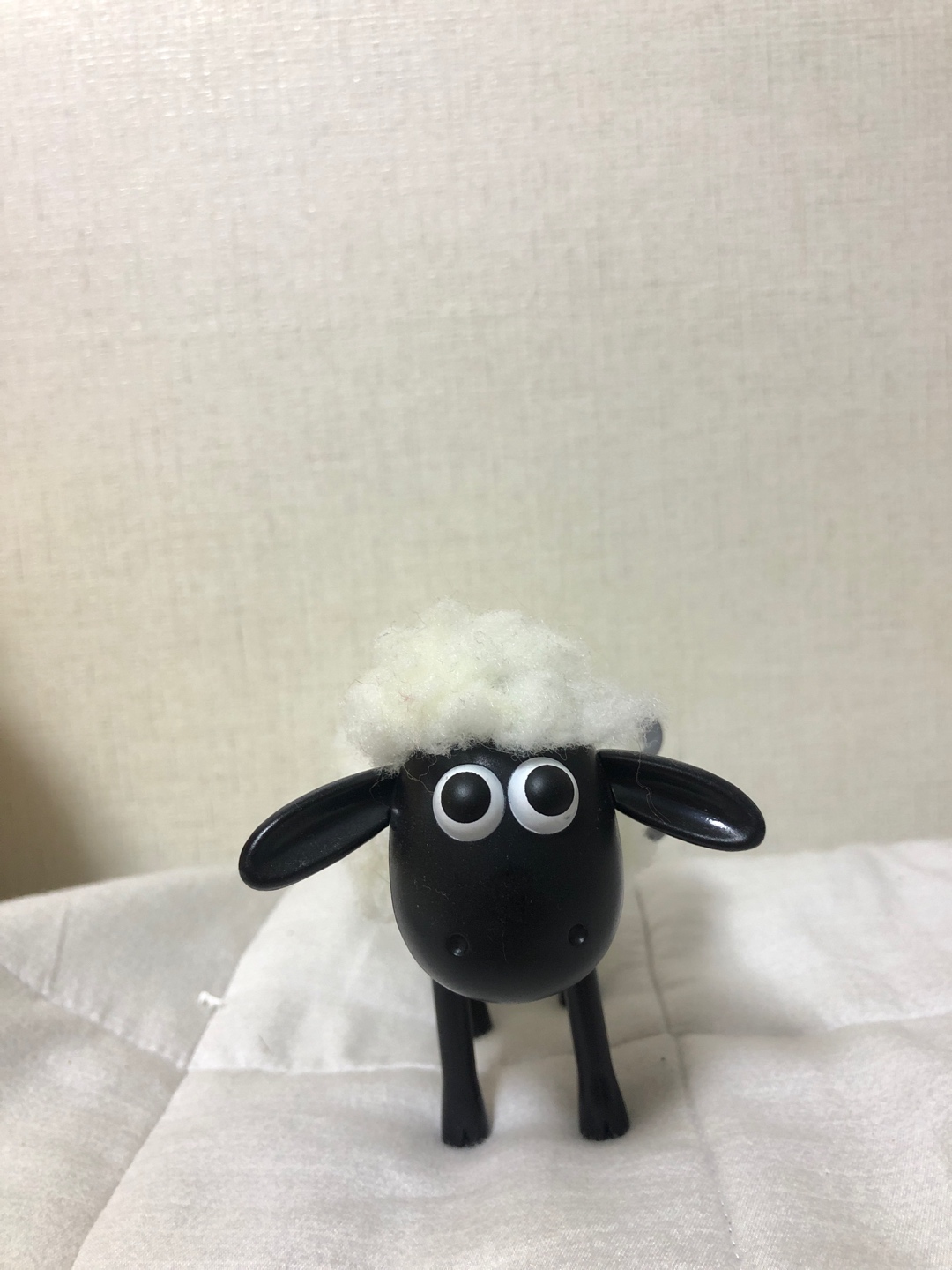 숀 더 쉽🐏
