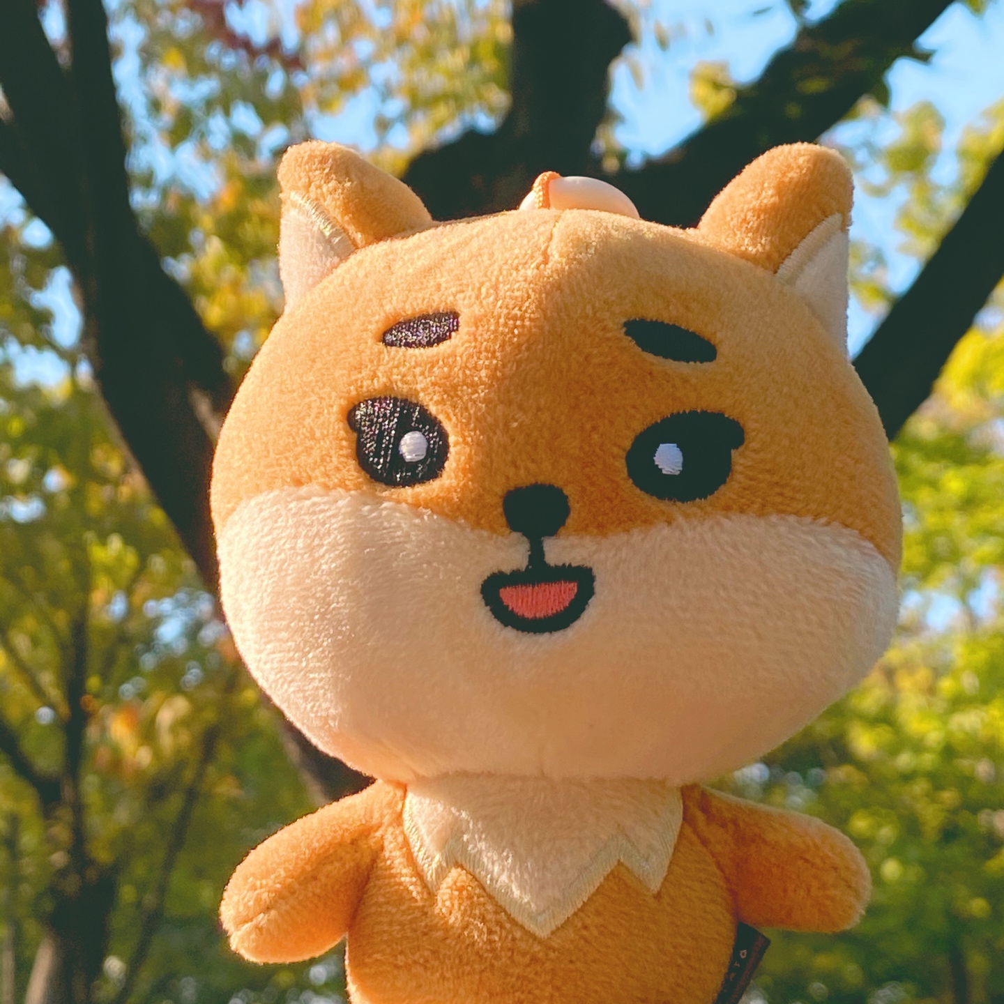 🦊 케리의 첫번째 가을 🦊