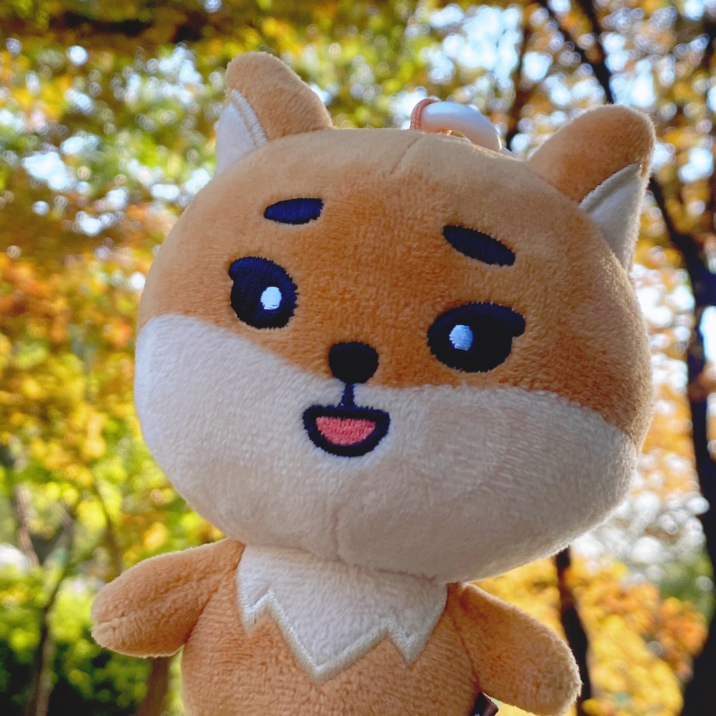 🦊 케리의 첫번째 가을 🦊