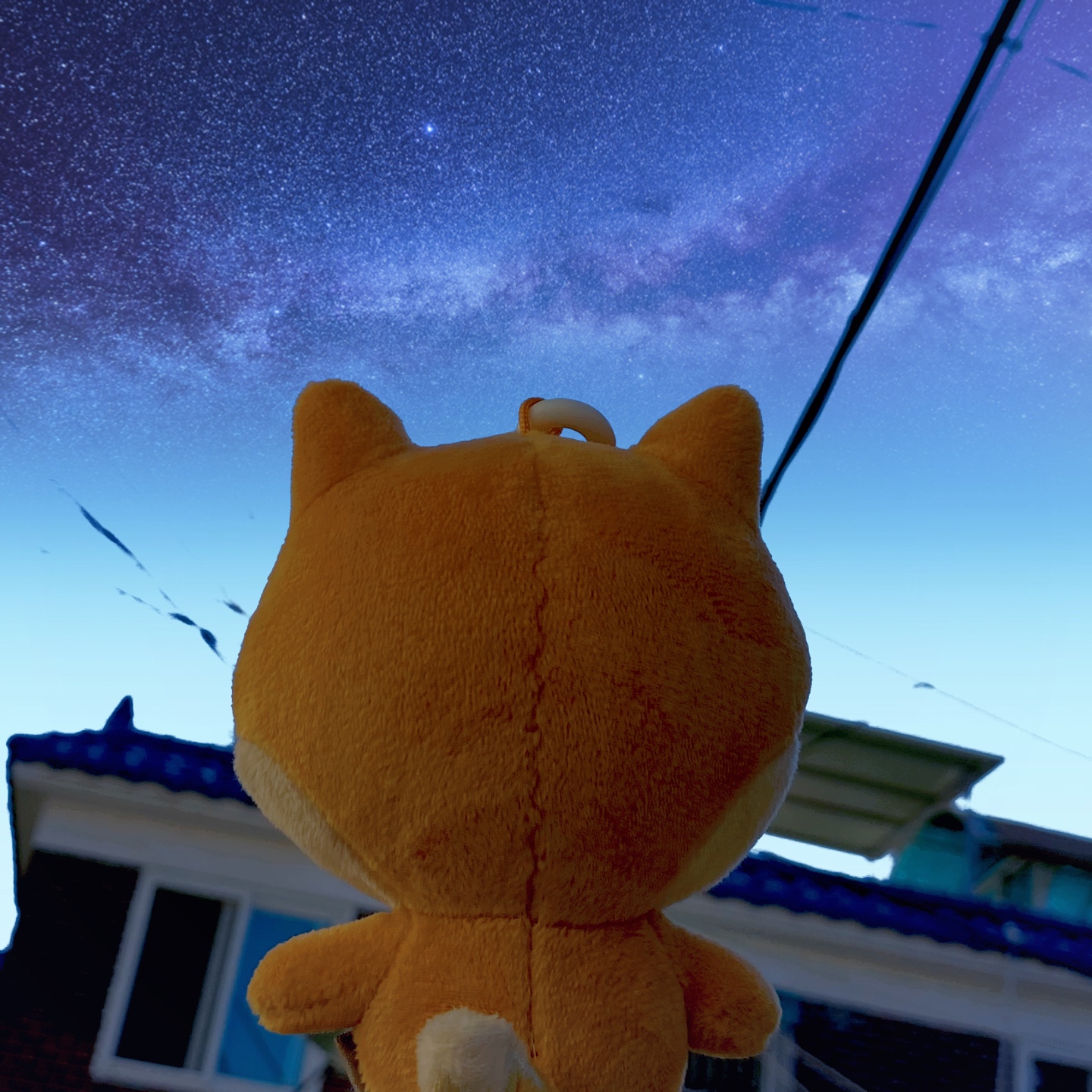🦊 케리의 첫번째 가을 🦊