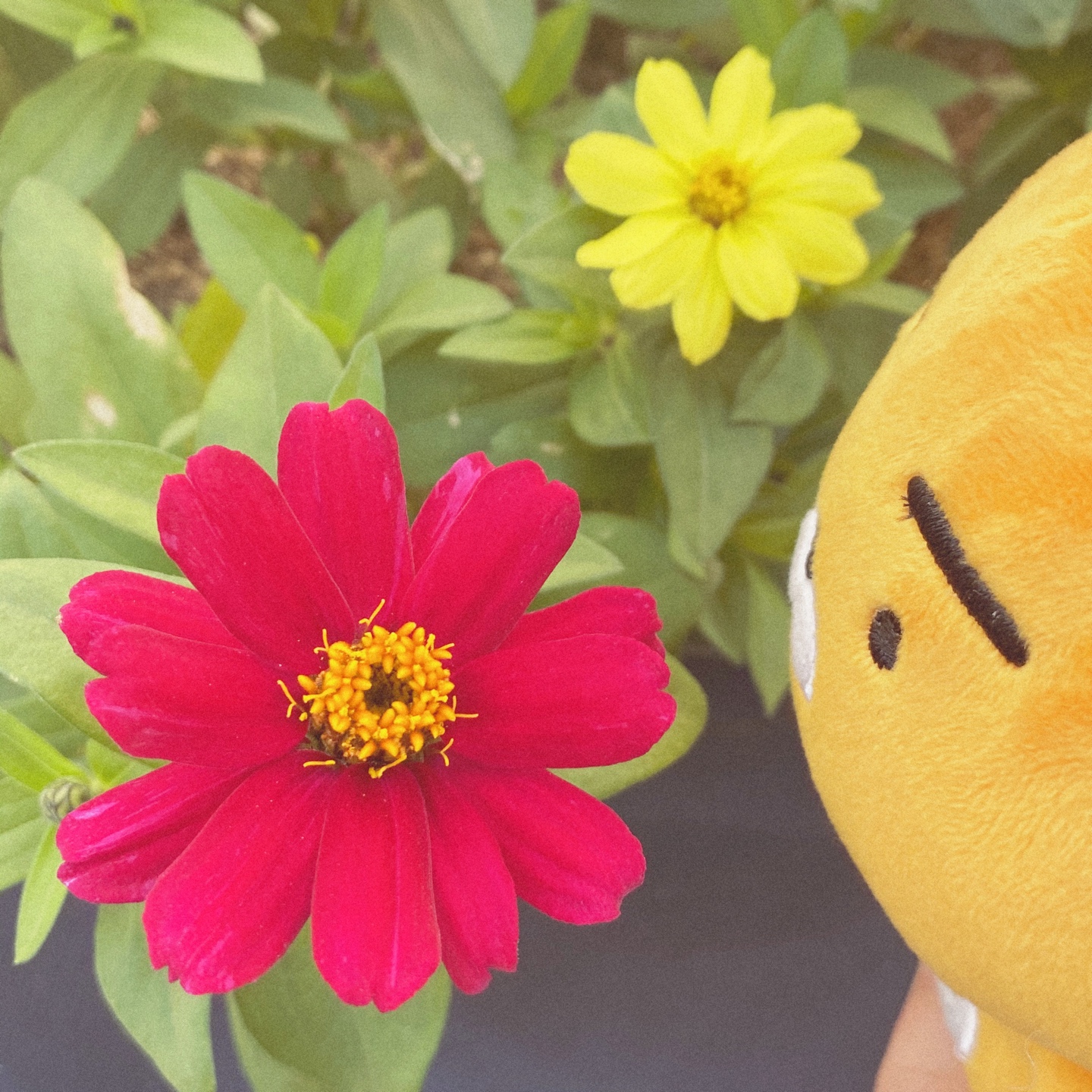 🦁 카카오프렌즈 라이언 🦁